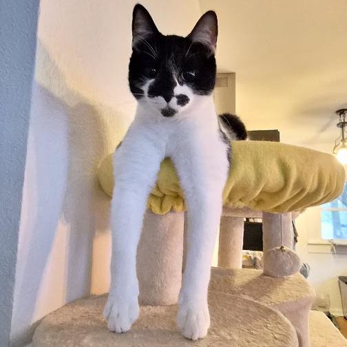 Enlarge Kage, a Adoptable Domestic Short Hair in Fort Worth, TX image 1/6