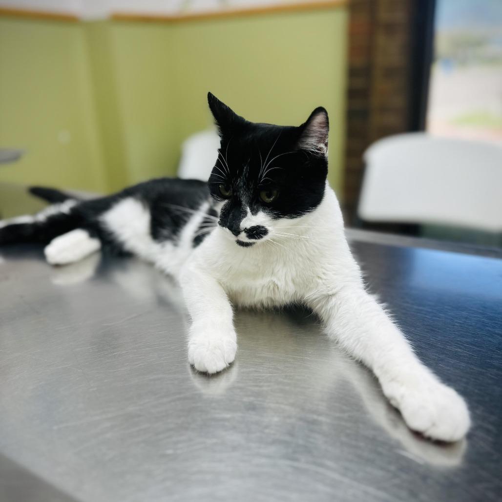 Kage, Adoptable, Young Male Domestic Short Hair.