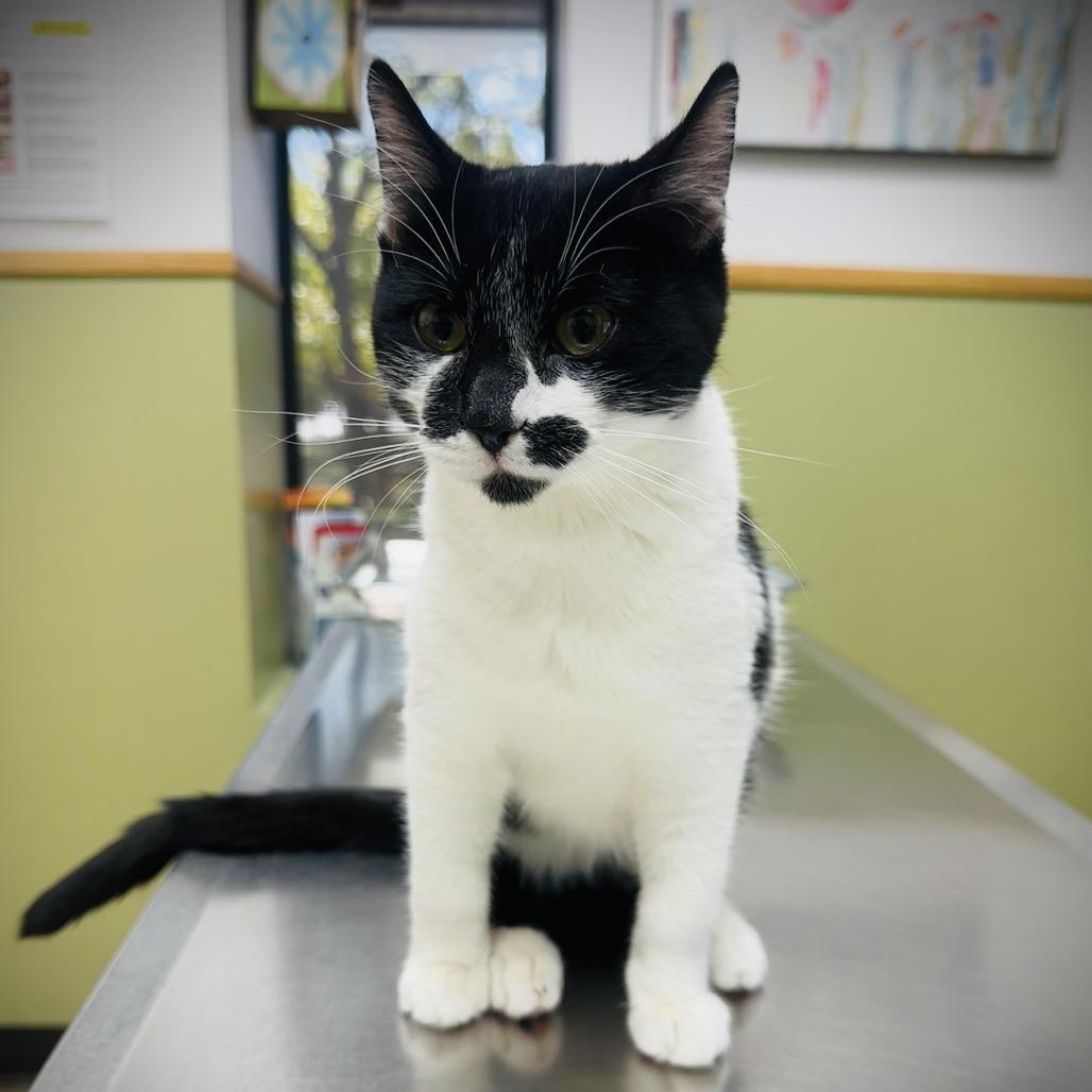 Enlarge Kage, a Adoptable Domestic Short Hair in Fort Worth, TX image 2/3