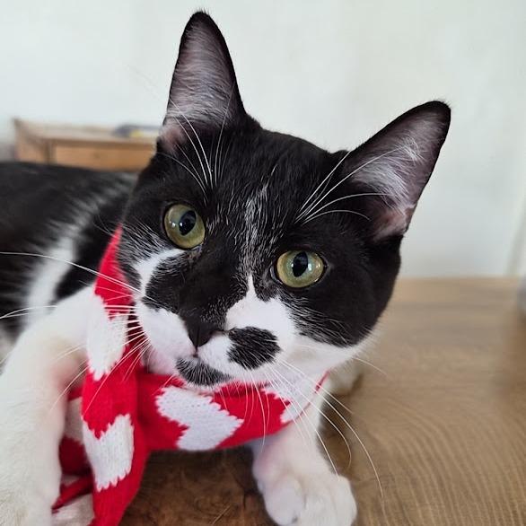 Enlarge Kage, a Adoptable Domestic Short Hair in Fort Worth, TX image 4/6