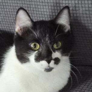 Enlarge Kage, a Adoptable Domestic Short Hair in Fort Worth, TX image 6/6