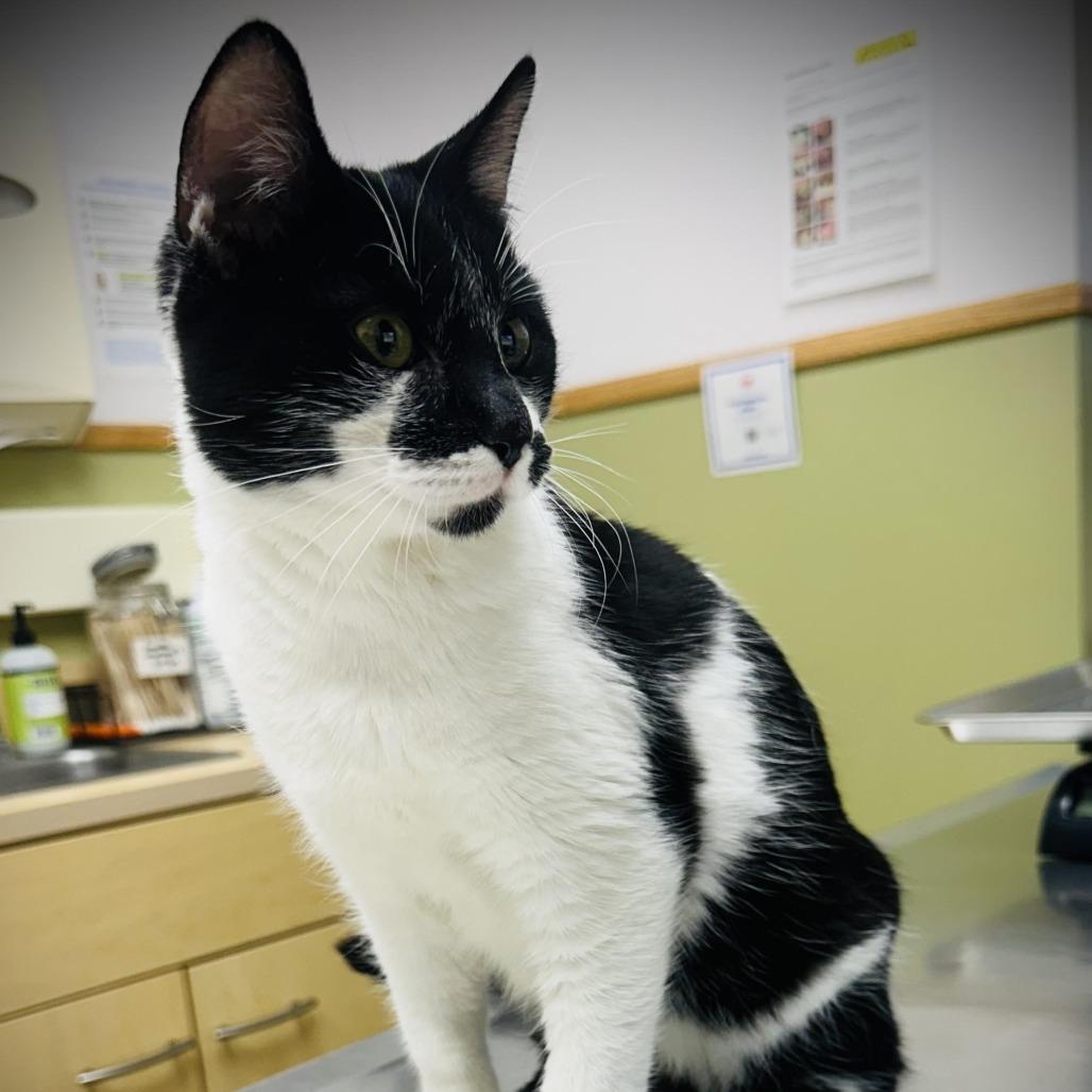 Enlarge Kage, a Adoptable Domestic Short Hair in Fort Worth, TX image 3/3