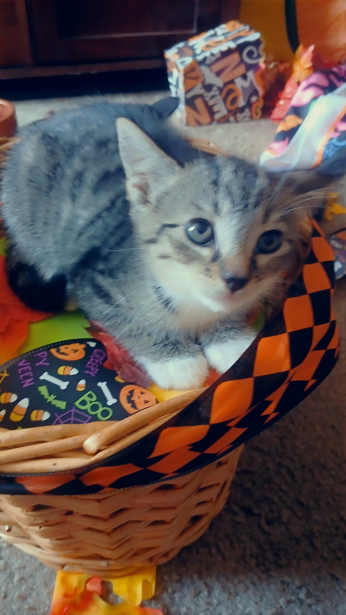 Sophia, Adoptable, Kitten Female Domestic Short Hair.