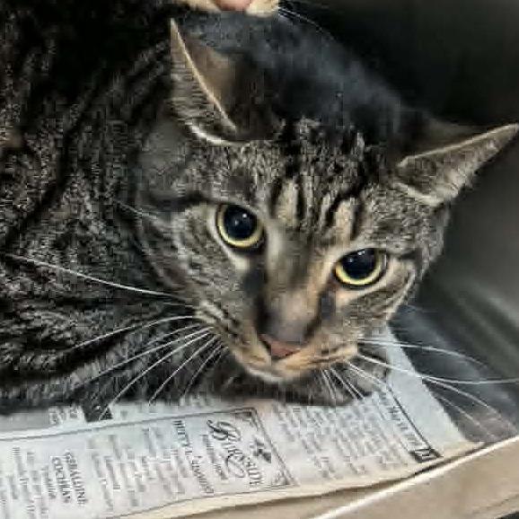 Angus, Adoptable, Adult Male Domestic Short Hair.