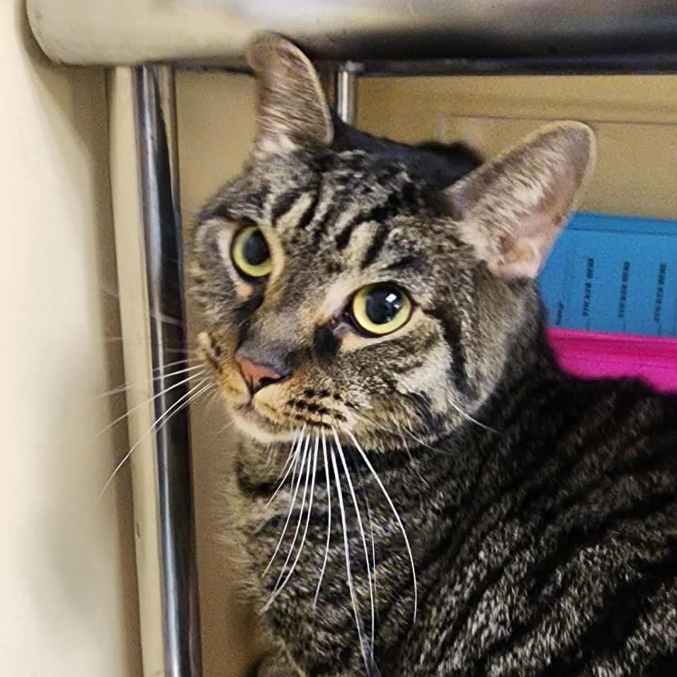 Enlarge Angus, a Adoptable Domestic Short Hair in Shinnston, WV image 2/2