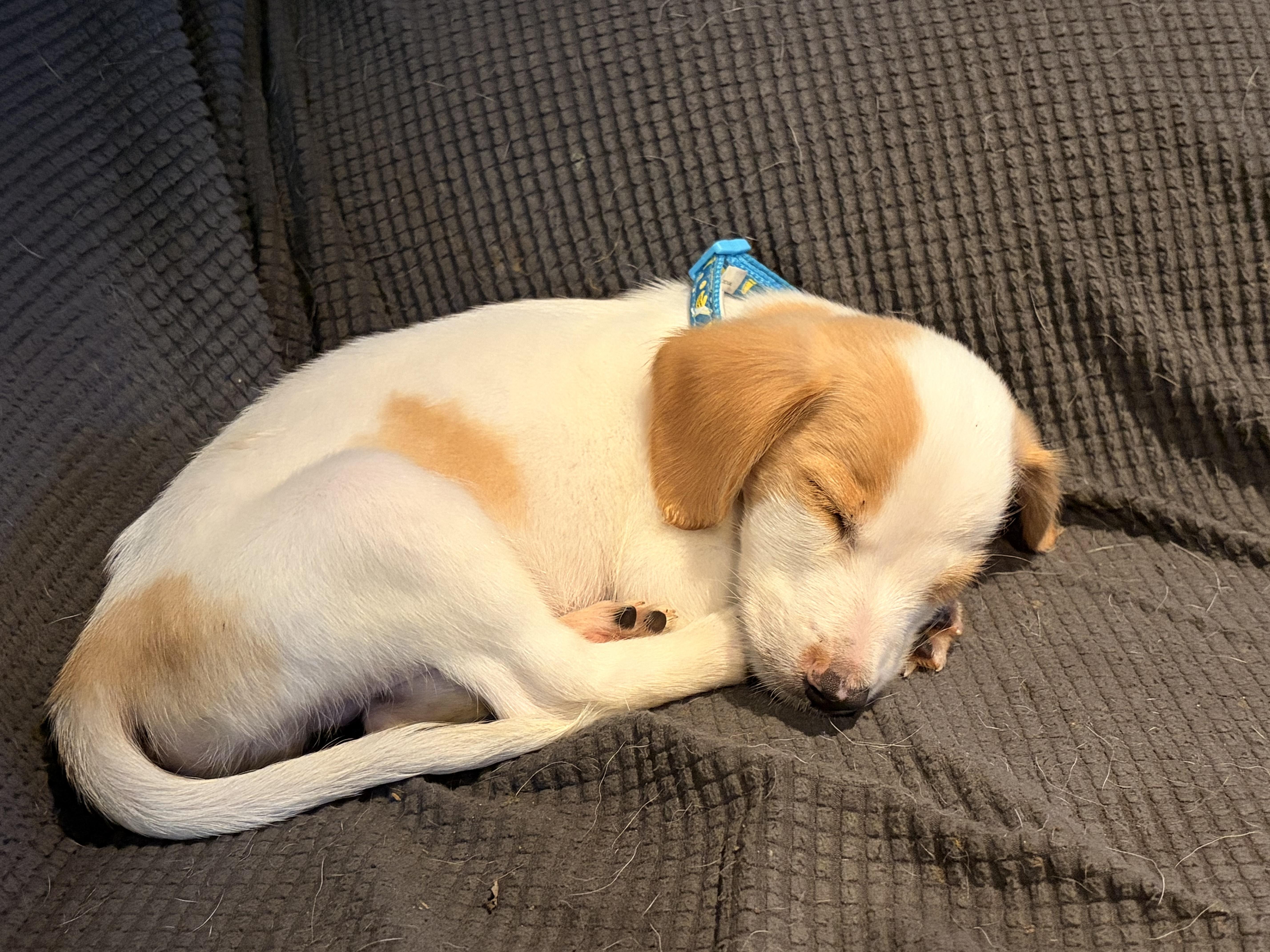 Benson, a ADOPTABLE mixed breed in Byron, IL image 3/6