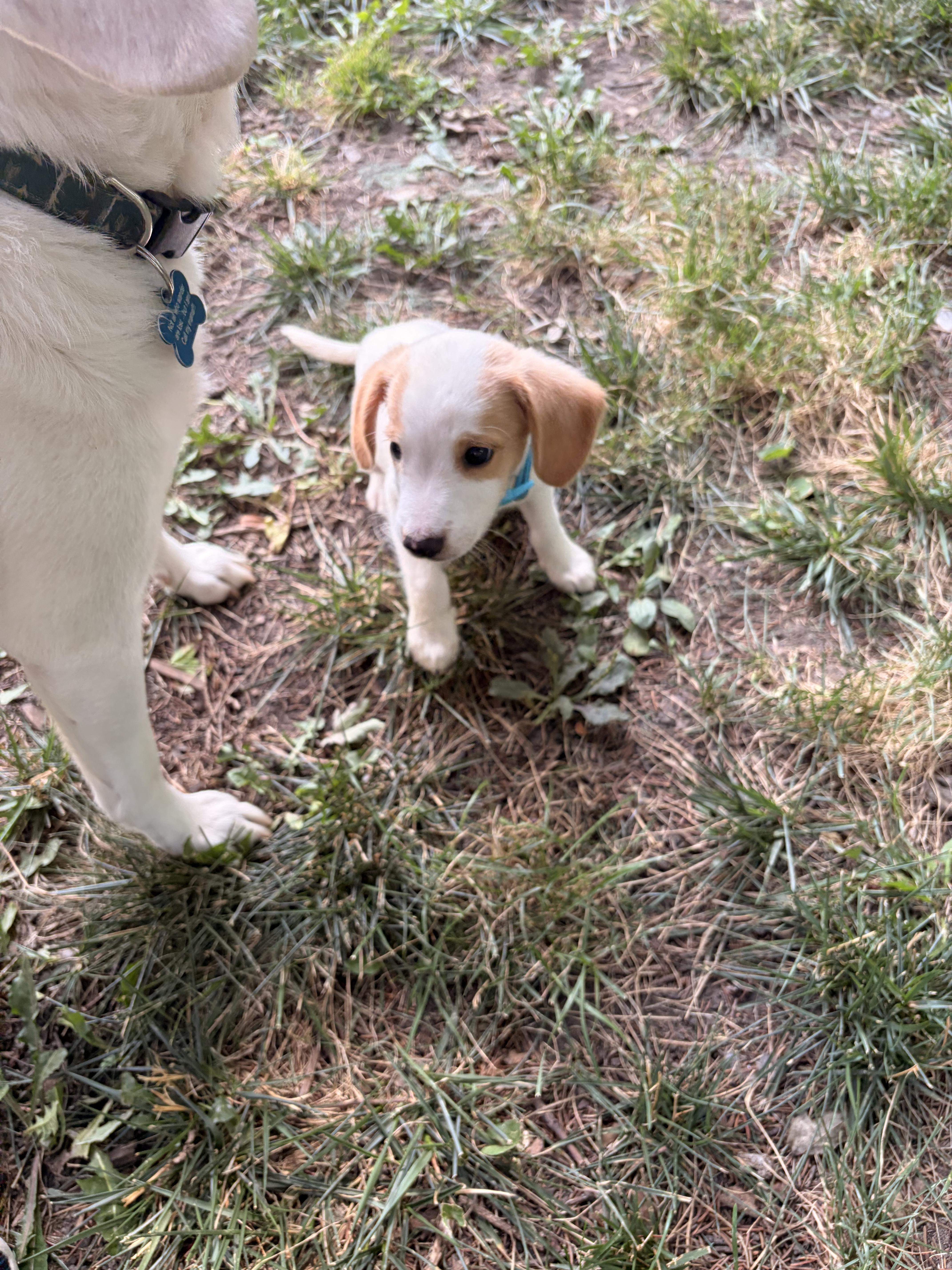 Benson, a ADOPTABLE mixed breed in Byron, IL image 5/6