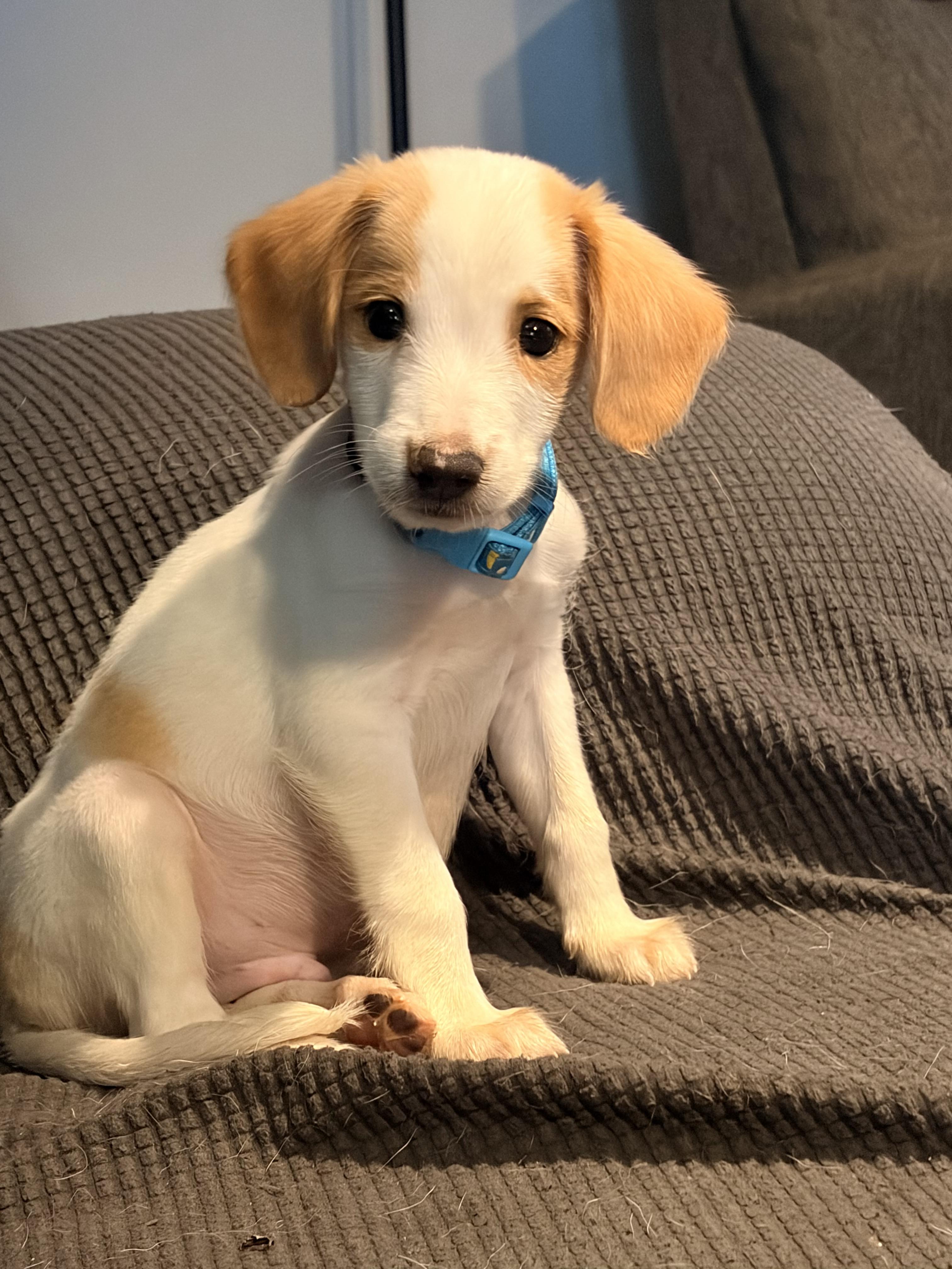 Benson, a ADOPTABLE mixed breed in Byron, IL image 2/6