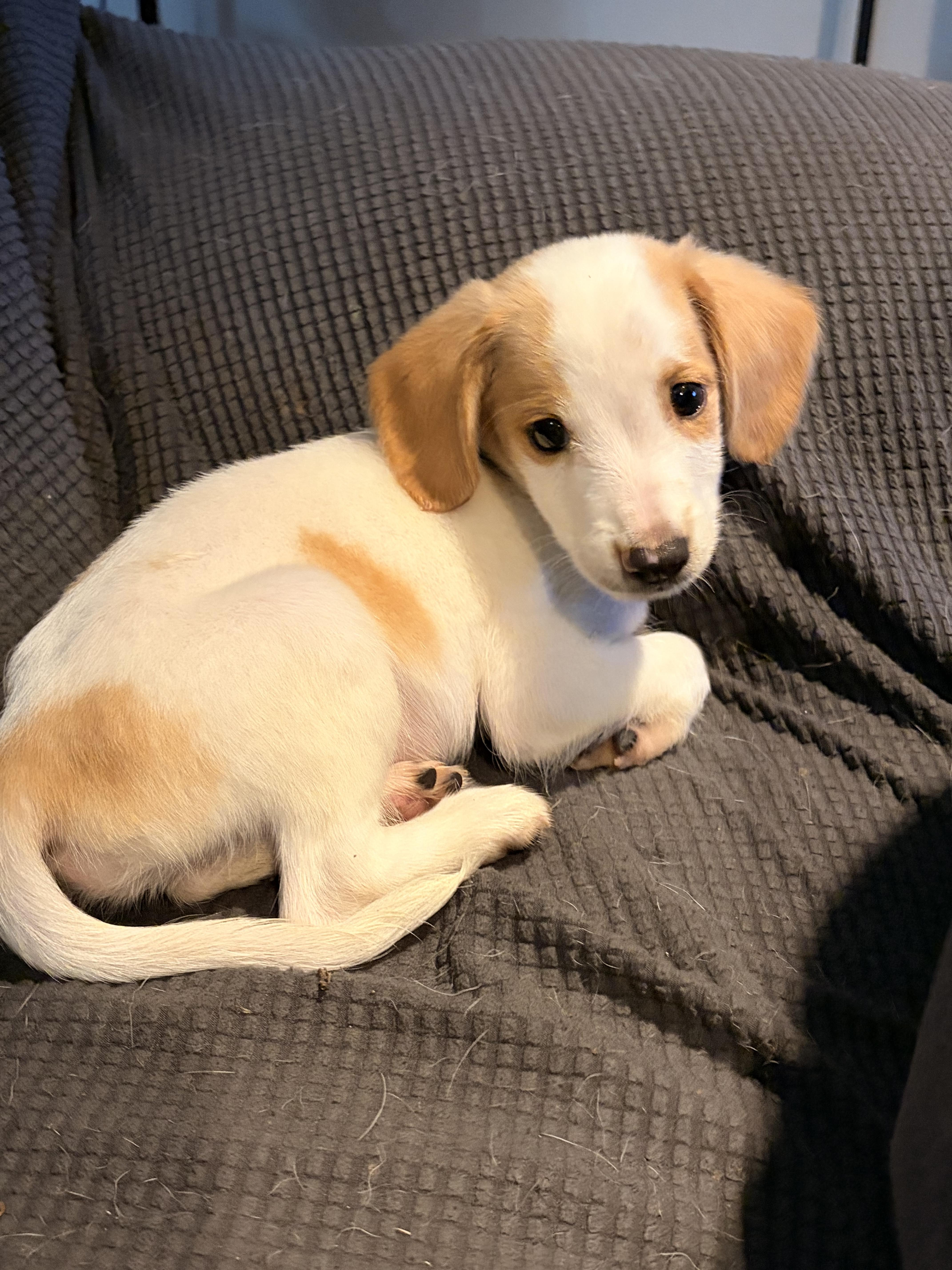 Benson, a ADOPTABLE mixed breed in Byron, IL image 6/6