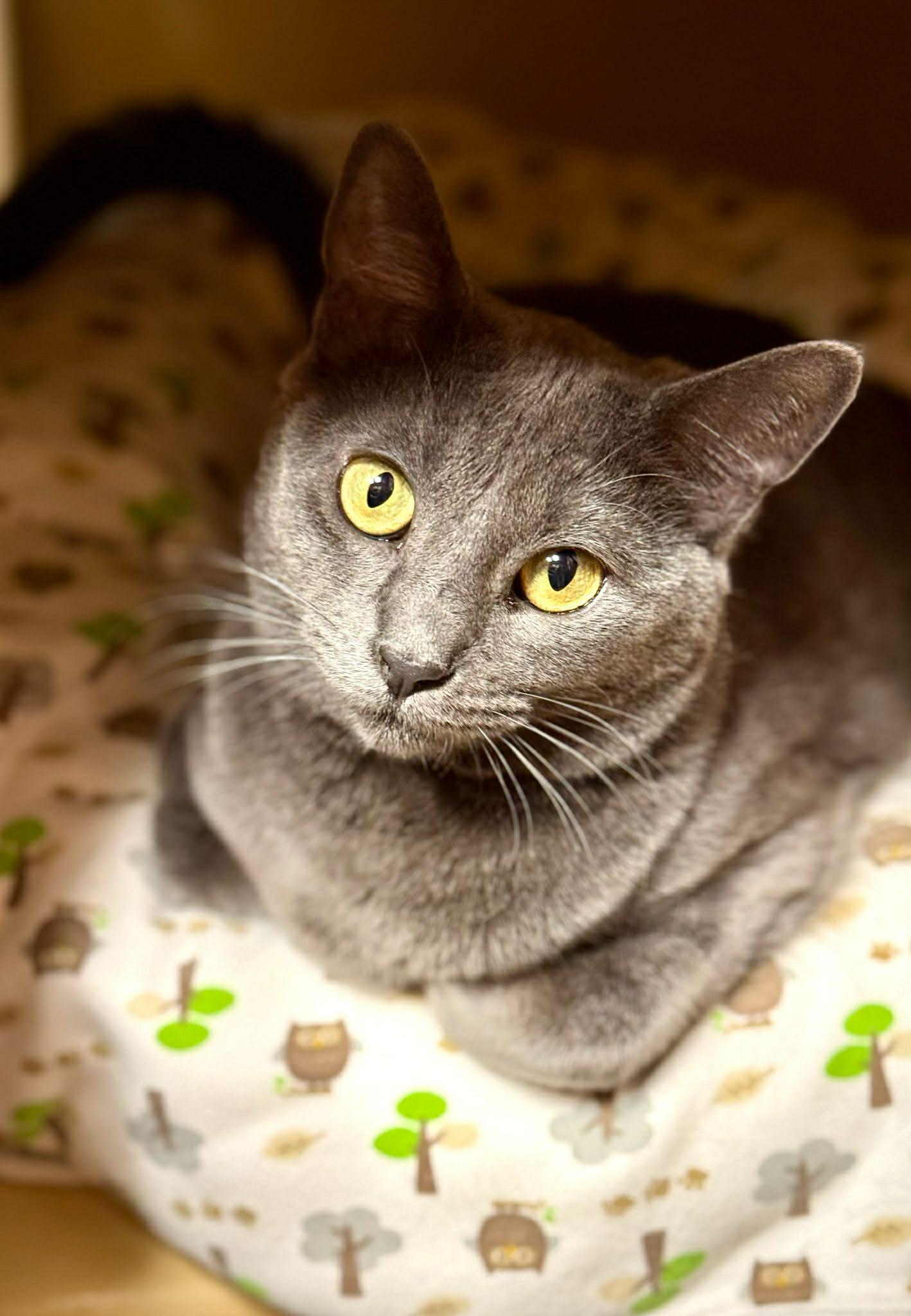 Enlarge Mama Freya , a ADOPTABLE Domestic Short Hair in BURNABY, BC image 1/2