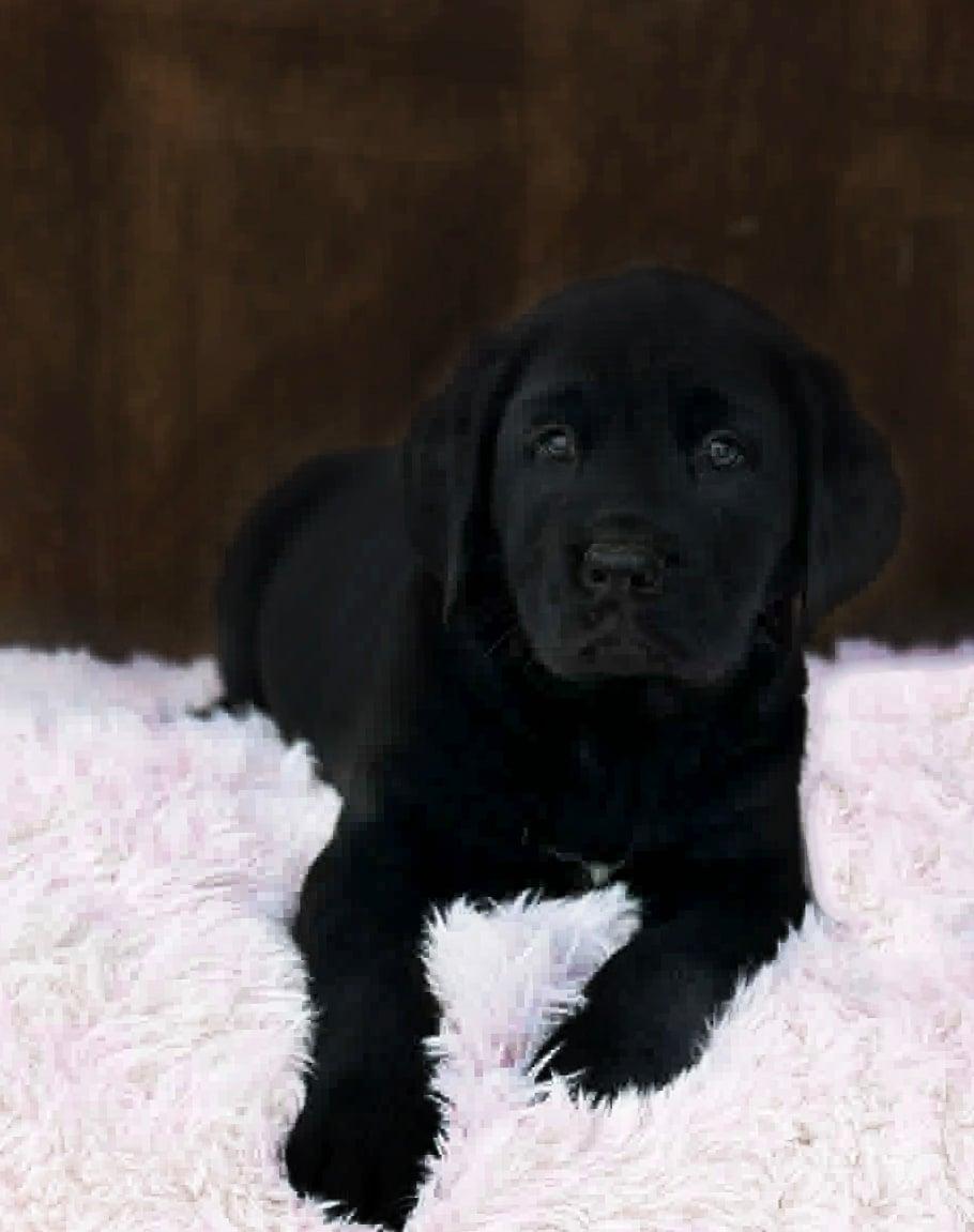 Bear , adopted, Puppy Male Black Labrador Retriever.