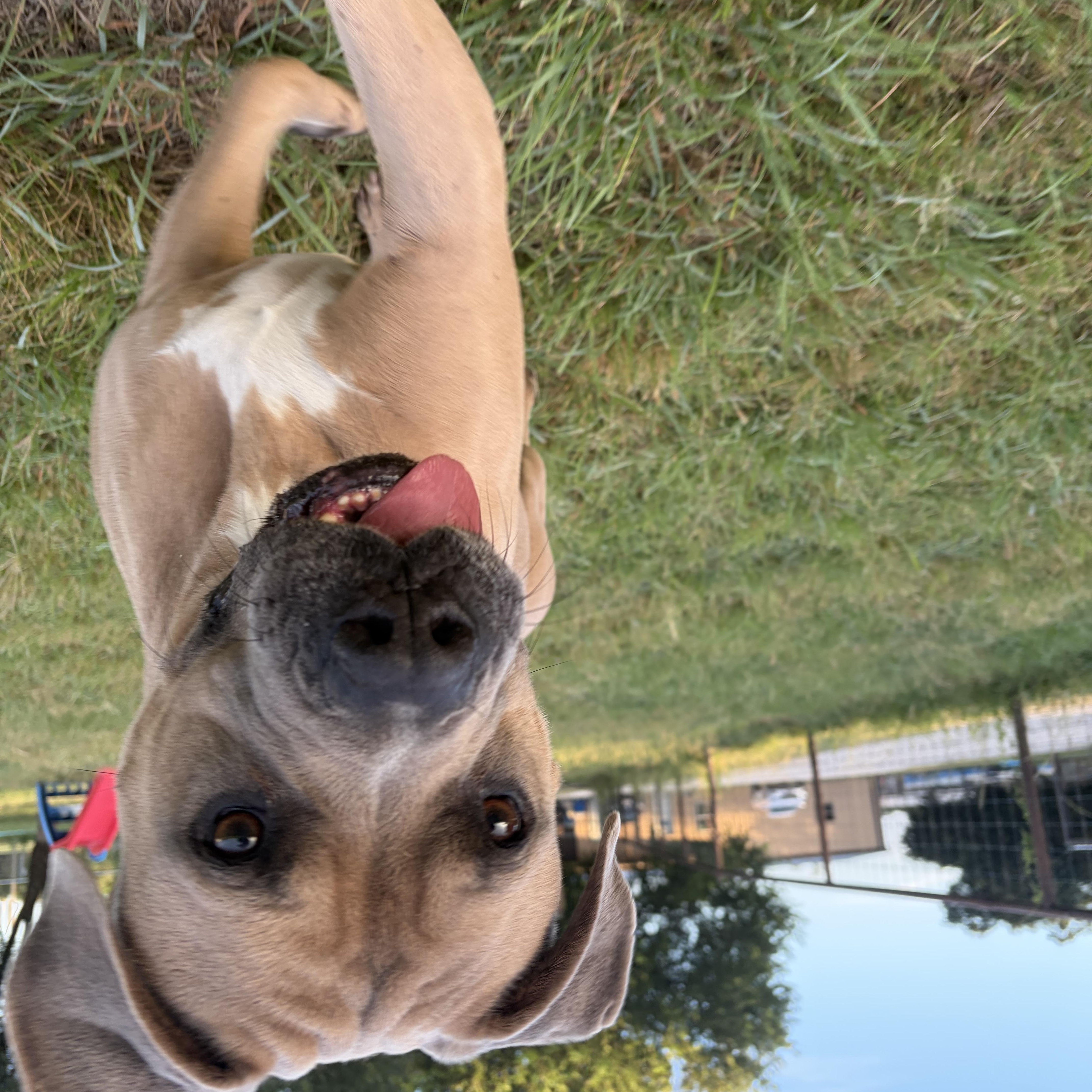 Troy, a ADOPTABLE mixed breed in Gatesville, TX image 2/4