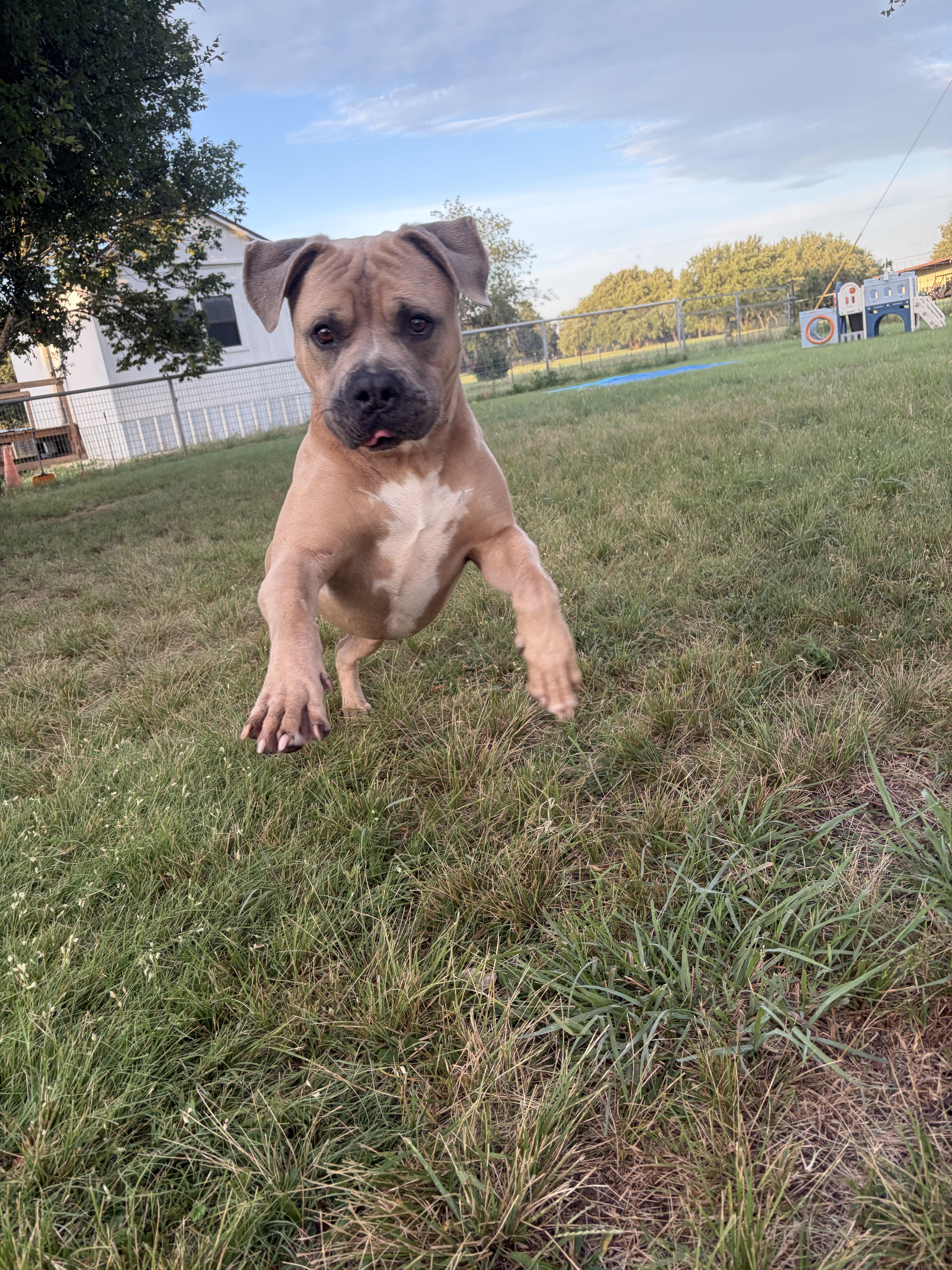 Troy, a ADOPTABLE mixed breed in Gatesville, TX image 4/4