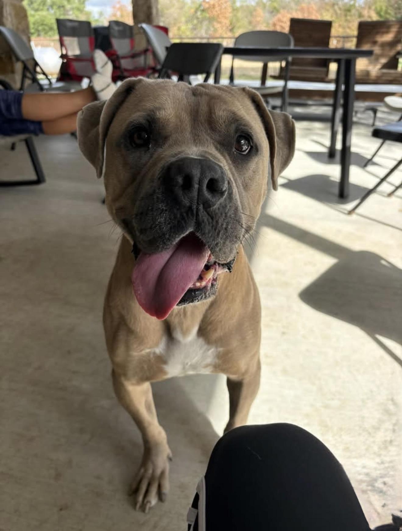 Troy, a ADOPTABLE mixed breed in Gatesville, TX image 1/4