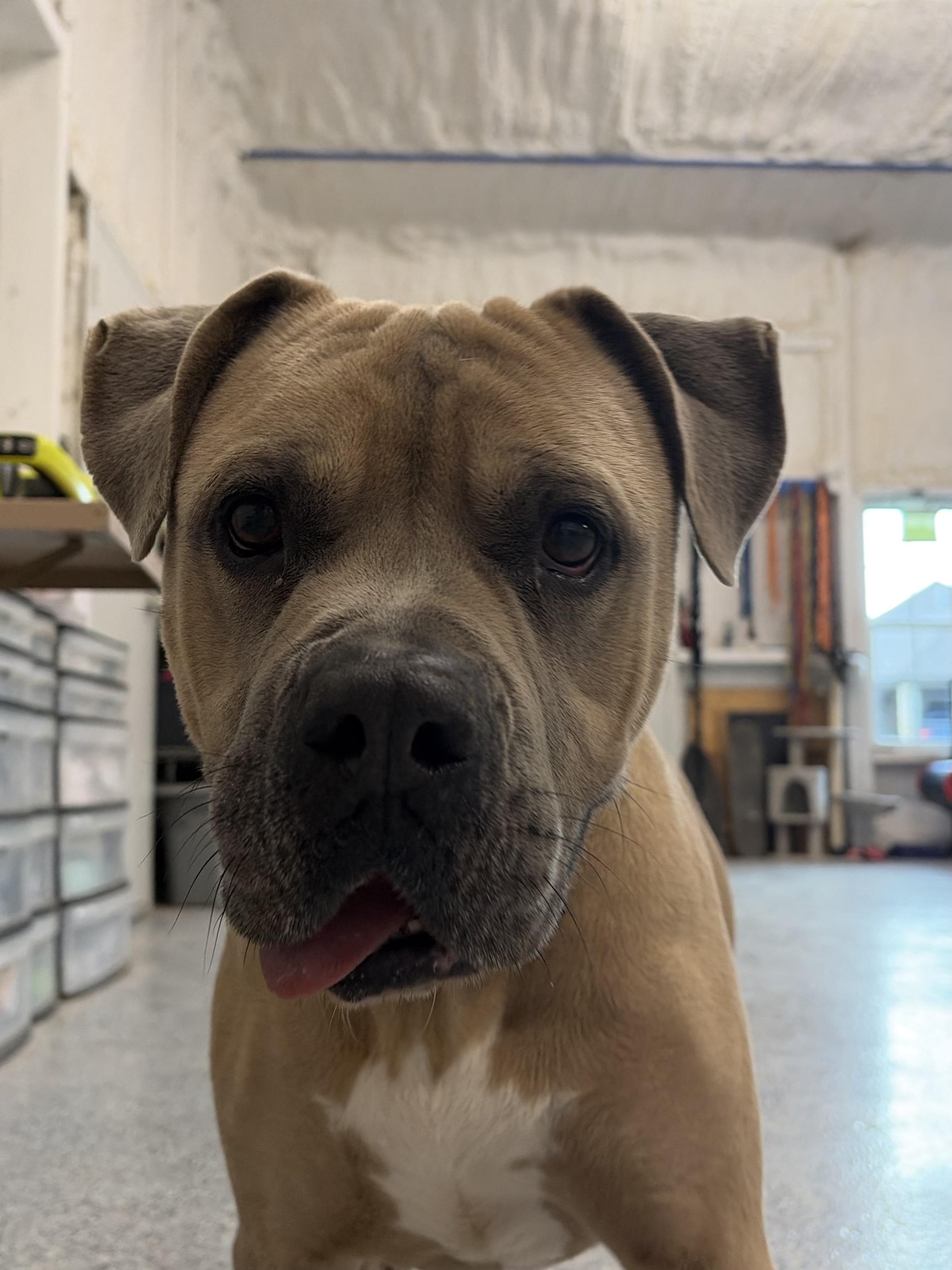 Troy, a ADOPTABLE mixed breed in Gatesville, TX image 3/4