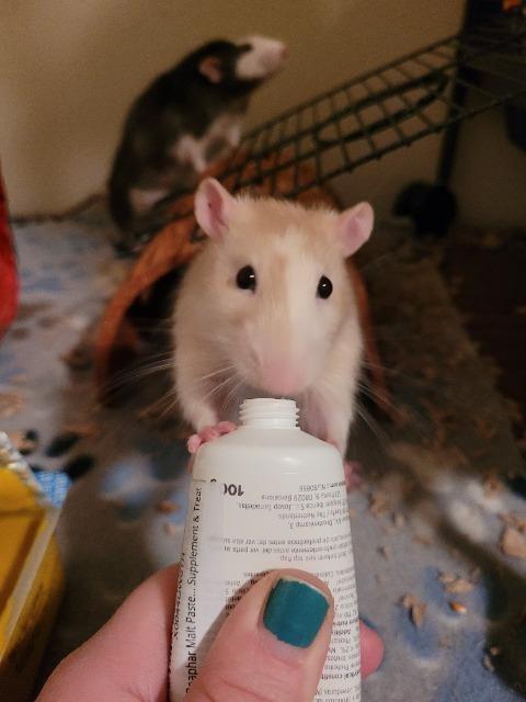 Lenny, Adoptable, Adult Male Rat.