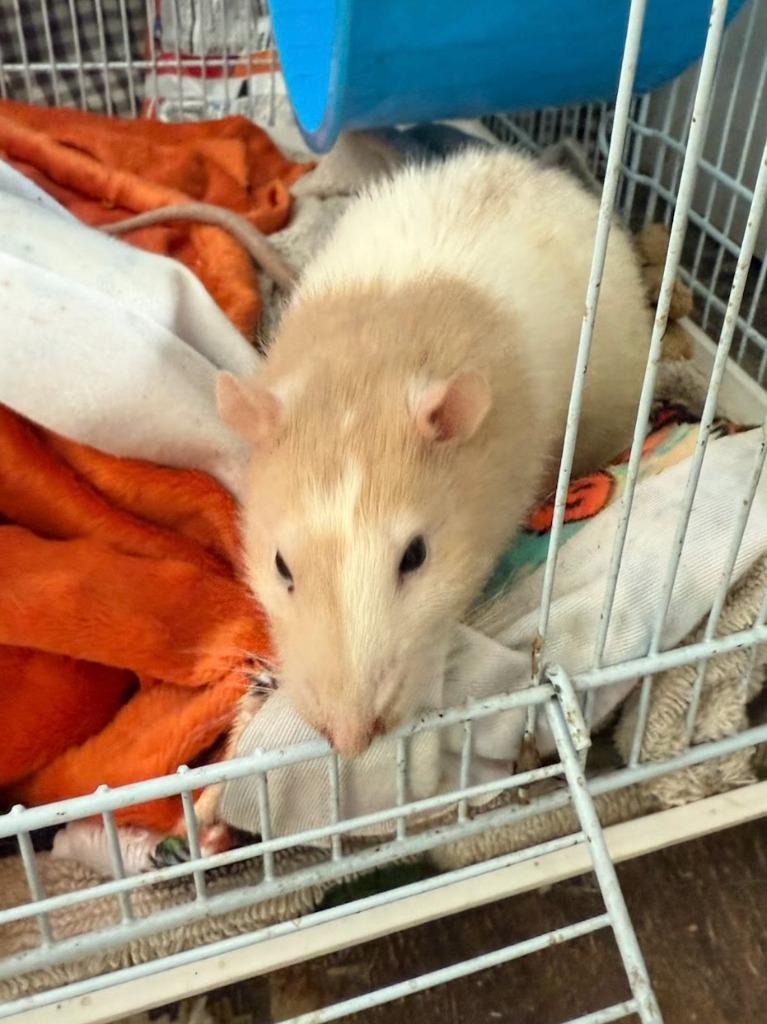 Lenny, Adoptable, Young Male Rat.