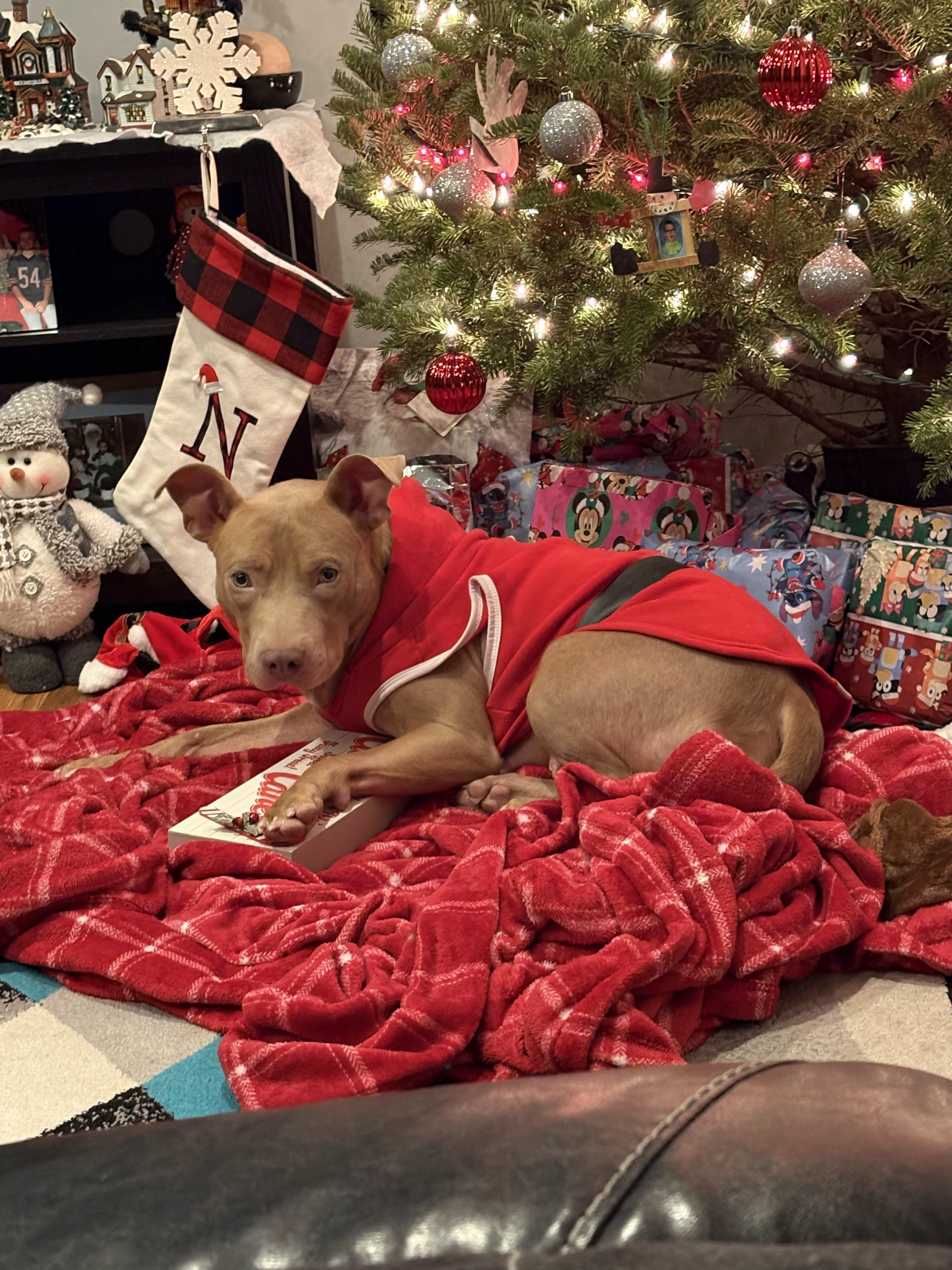 Enlarge Showgirl, a ADOPTABLE mixed breed in Warrenville, IL image 4/5