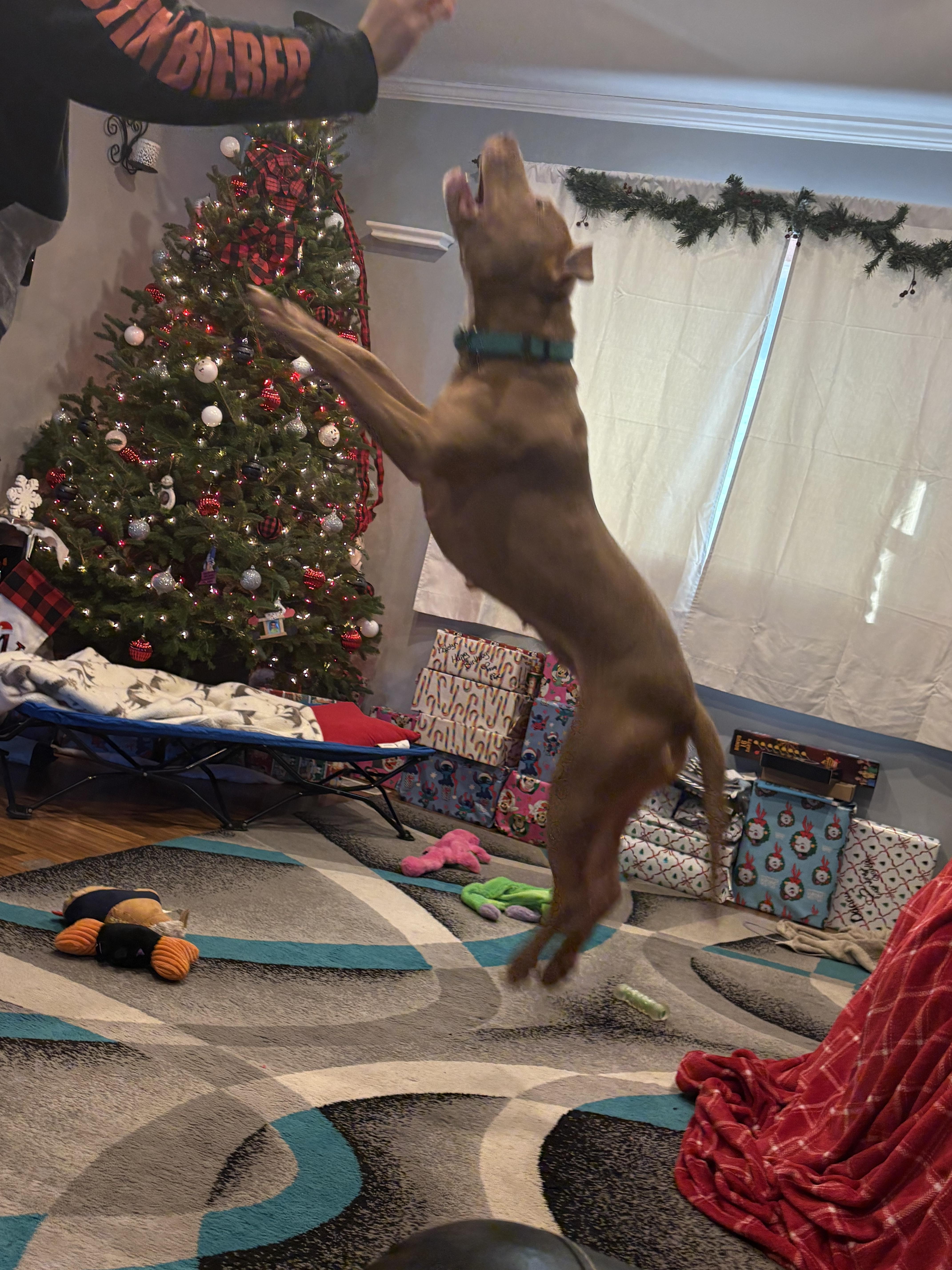 Showgirl, ADOPTABLE, Adult Female American Staffordshire Terrier & Pit Bull Terrier.