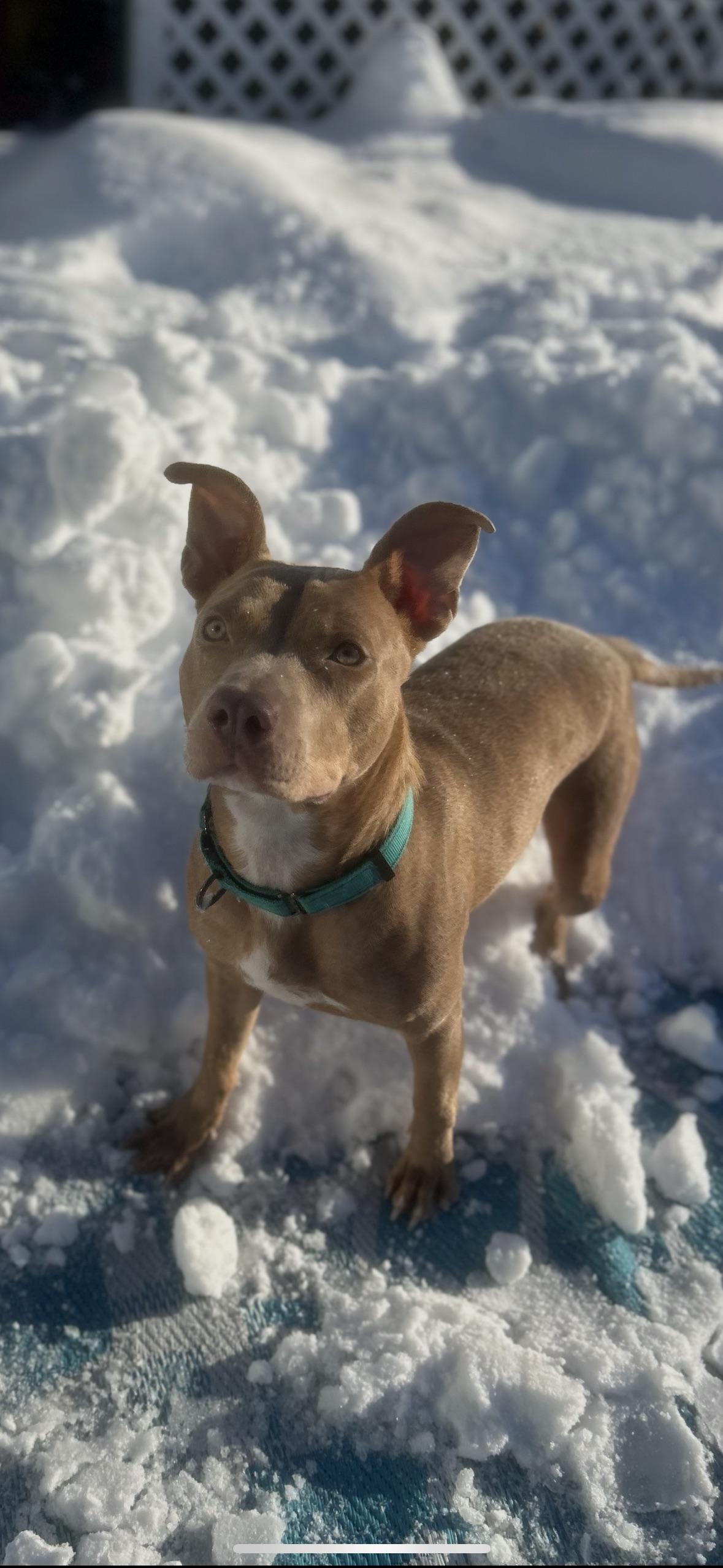 Enlarge Showgirl, a ADOPTABLE mixed breed in Warrenville, IL image 3/5