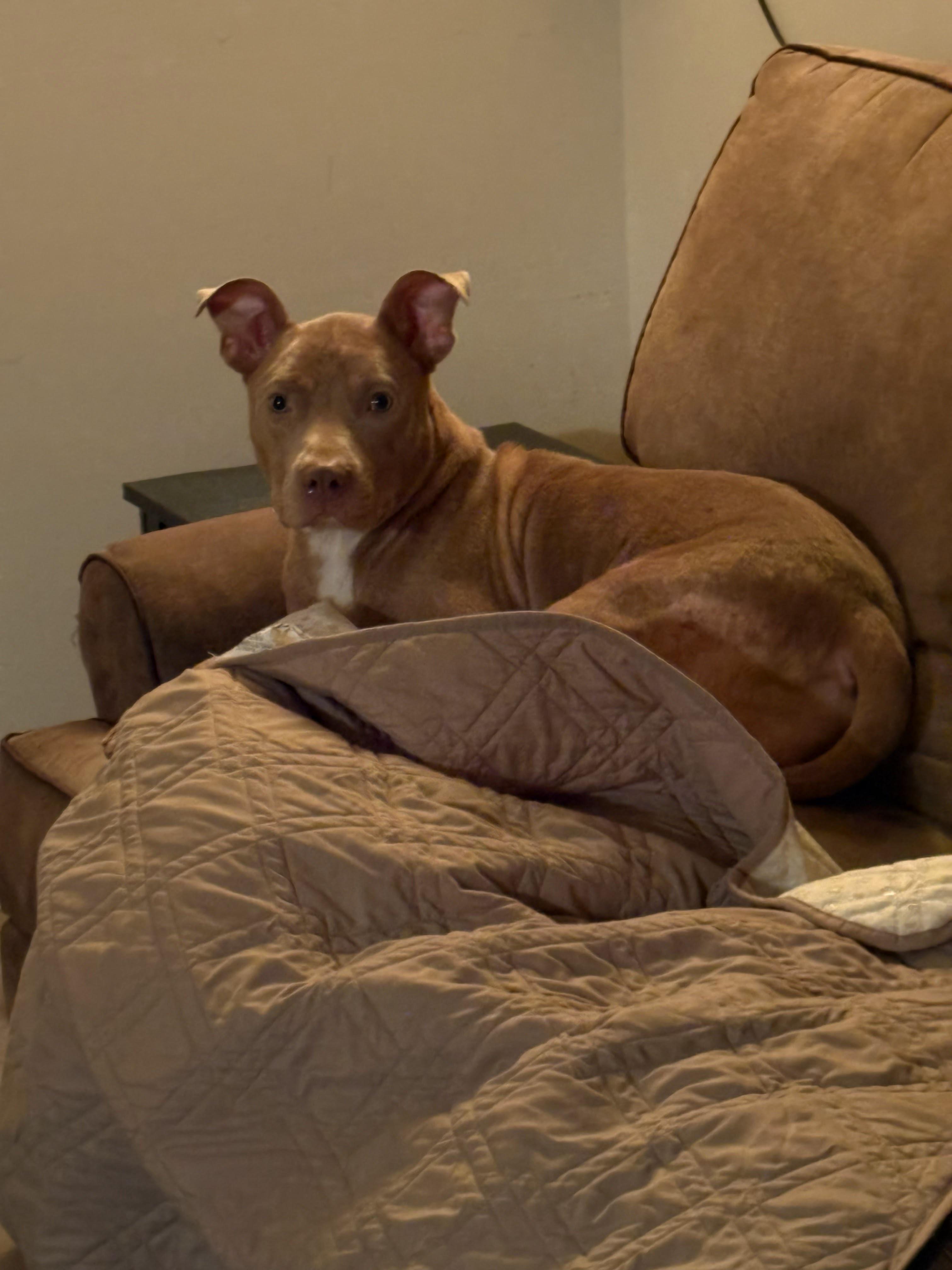 Enlarge Showgirl, a ADOPTABLE mixed breed in Warrenville, IL image 2/5