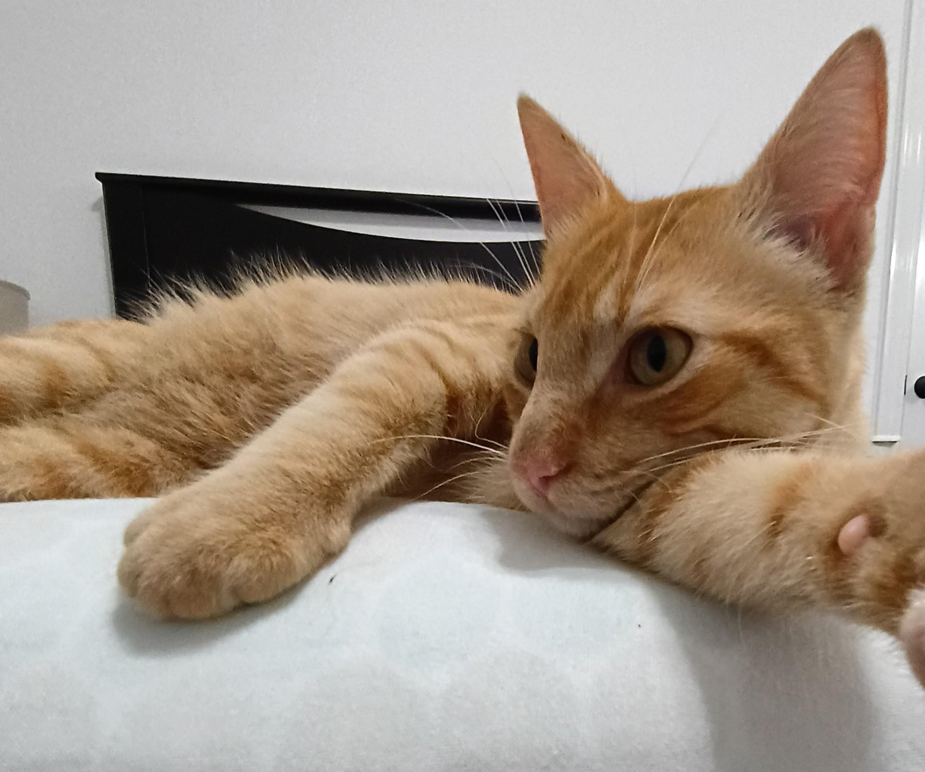 Enlarge Quincy, an adopted Domestic Short Hair in Lafayette, LA image 3/6