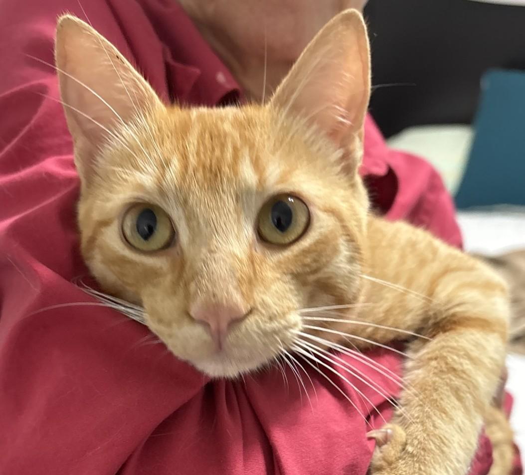 Enlarge Quincy, an adopted Domestic Short Hair in Lafayette, LA image 1/6