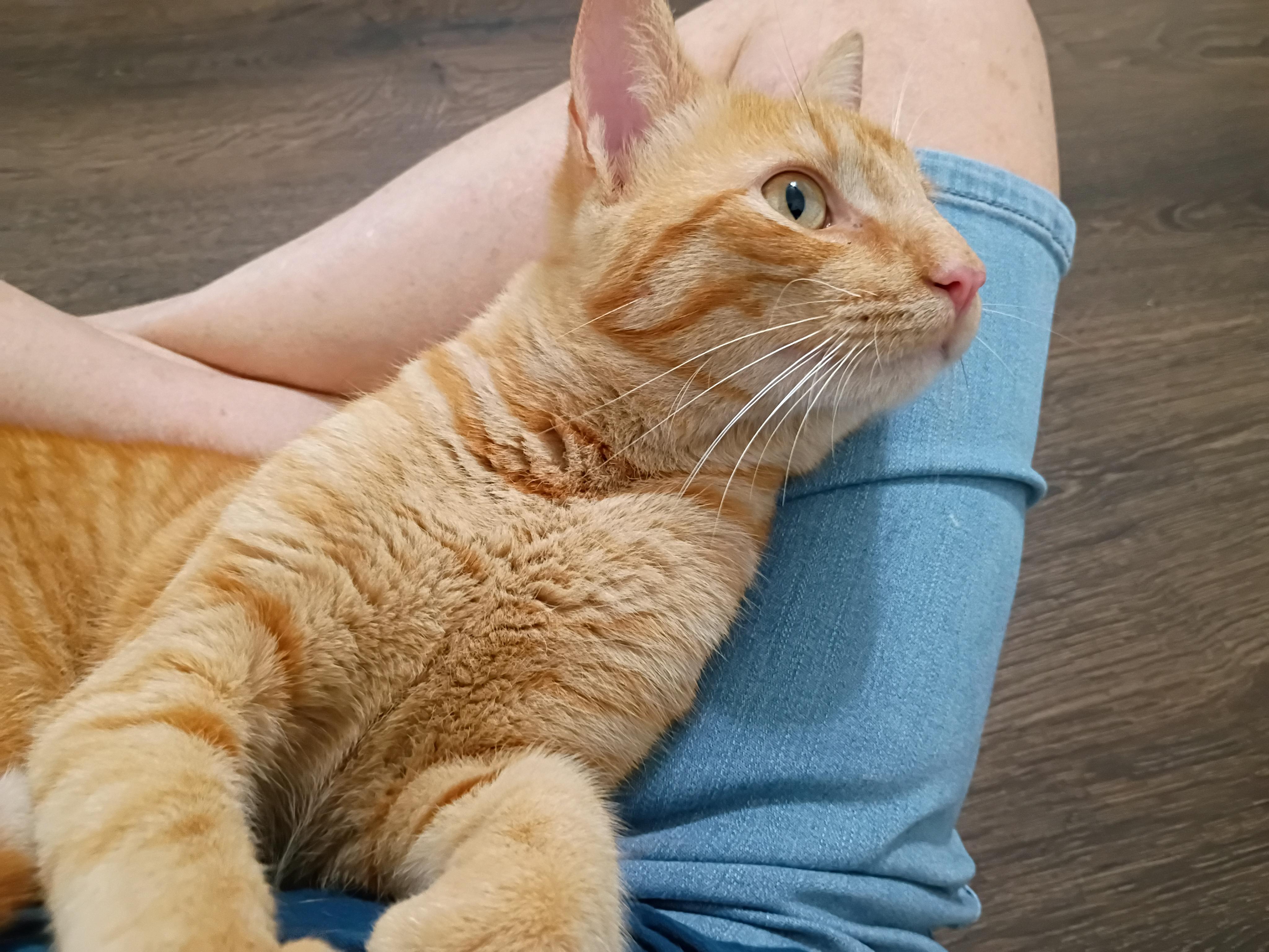 Enlarge Quincy, an adopted Domestic Short Hair in Lafayette, LA image 5/6