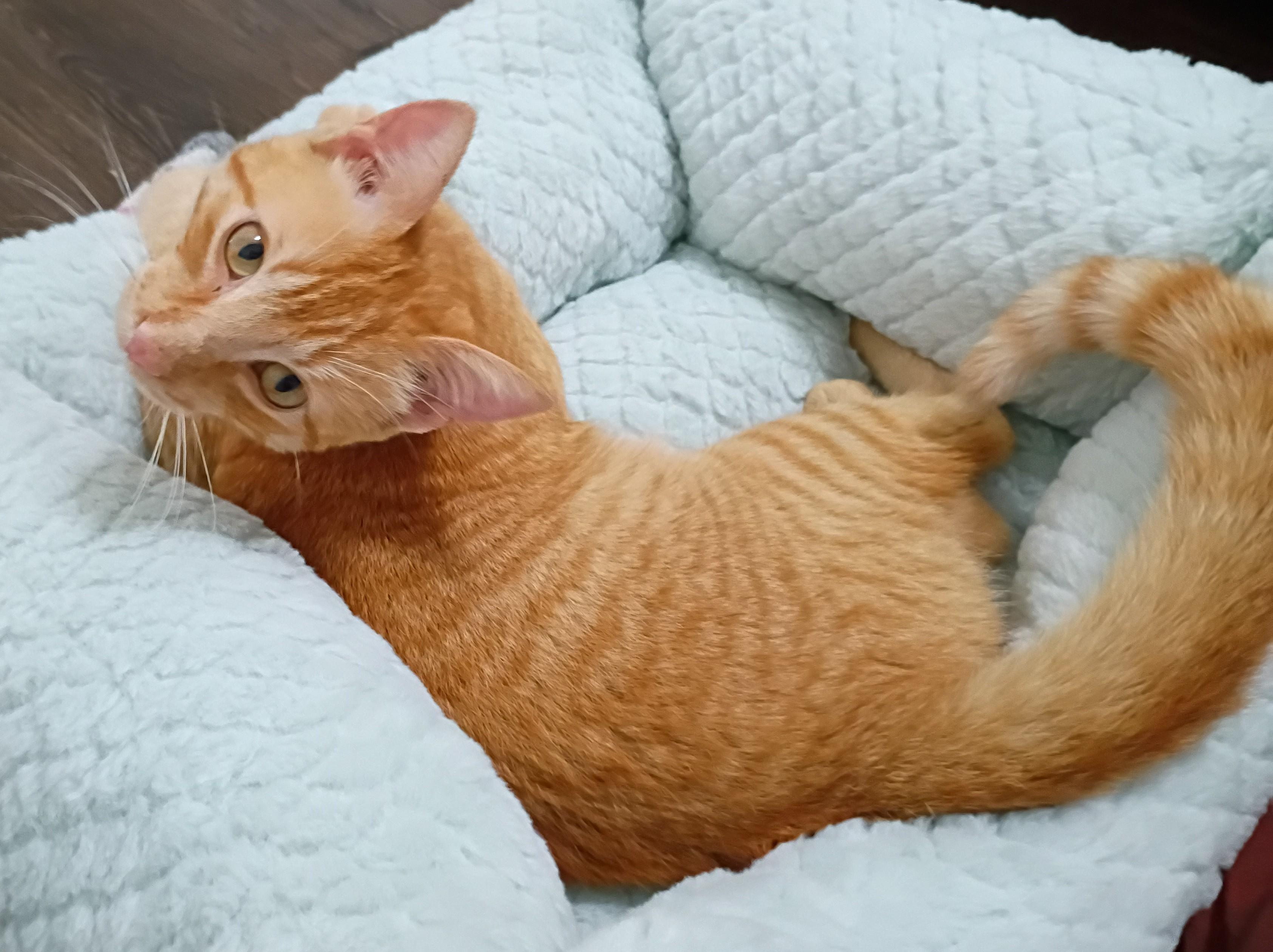 Enlarge Quincy, an adopted Domestic Short Hair in Lafayette, LA image 4/6