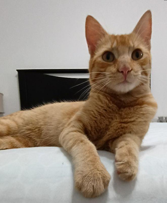 Enlarge Quincy, an adopted Domestic Short Hair in Lafayette, LA image 2/6