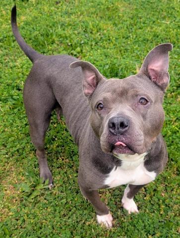 Enlarge MINNIE, a Adoptable Staffordshire Bull Terrier in Akron, OH image 1/1