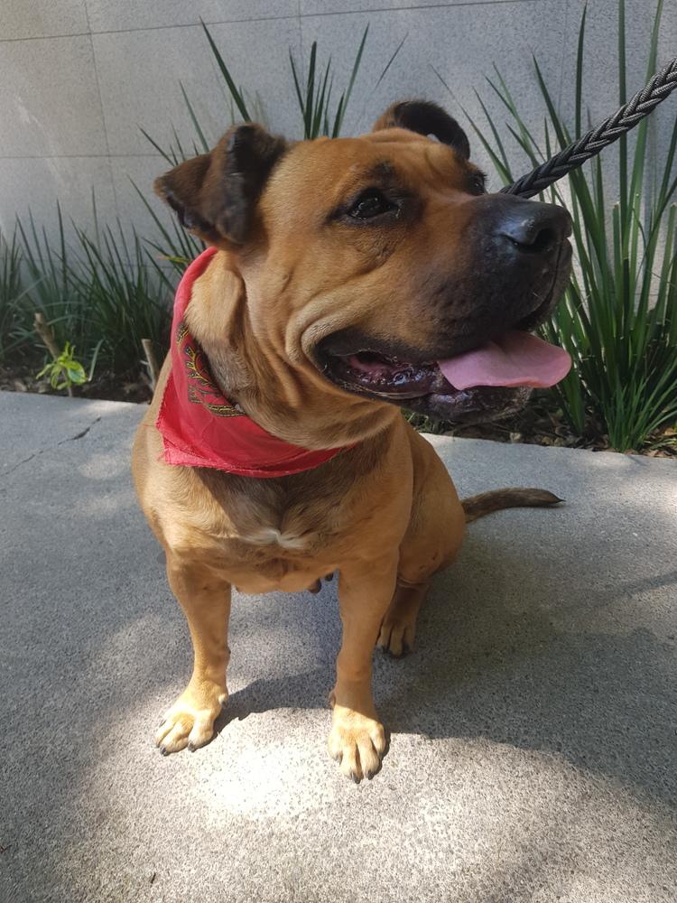 LUCKY, Adoptable, Adult Female Pit Bull Terrier & Shar-Pei.