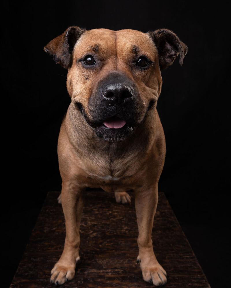 LUCKY, Adoptable, Adult Female Pit Bull Terrier & Shar-Pei.