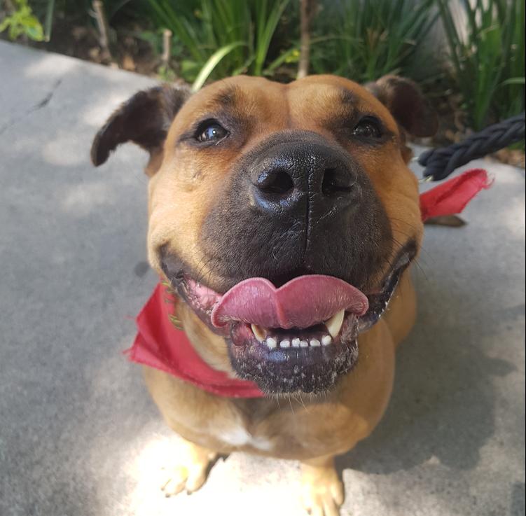 LUCKY, a Adoptable mixed breed in Langley, BC image 3/6