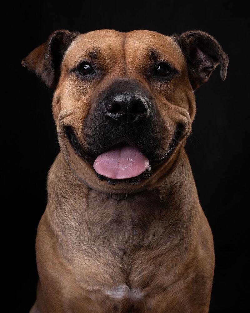 LUCKY, Adoptable, Adult Female Pit Bull Terrier & Shar-Pei.