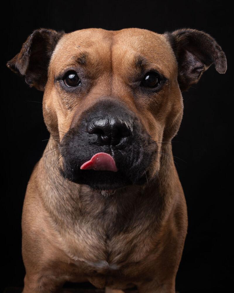 LUCKY, Adoptable, Adult Female Pit Bull Terrier & Shar-Pei.