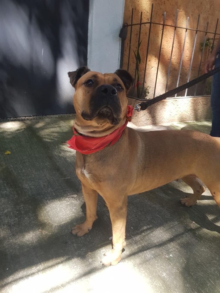 LUCKY, a Adoptable mixed breed in Langley, BC image 6/6