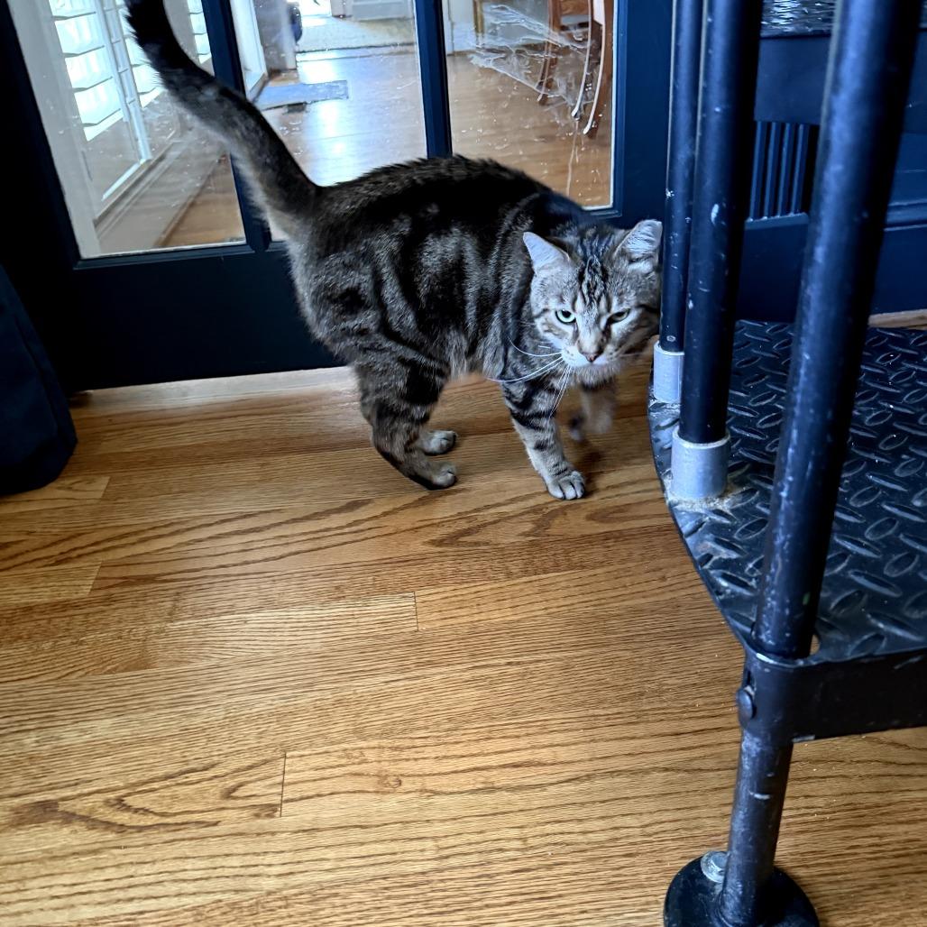 Enlarge Steve the Legend, a Adoptable Domestic Short Hair in Oakton, VA image 1/5