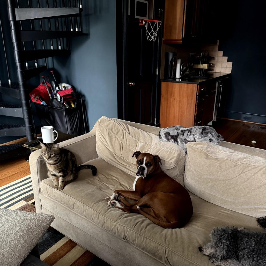 Enlarge Steve the Legend, a Adoptable Domestic Short Hair in Oakton, VA image 2/5