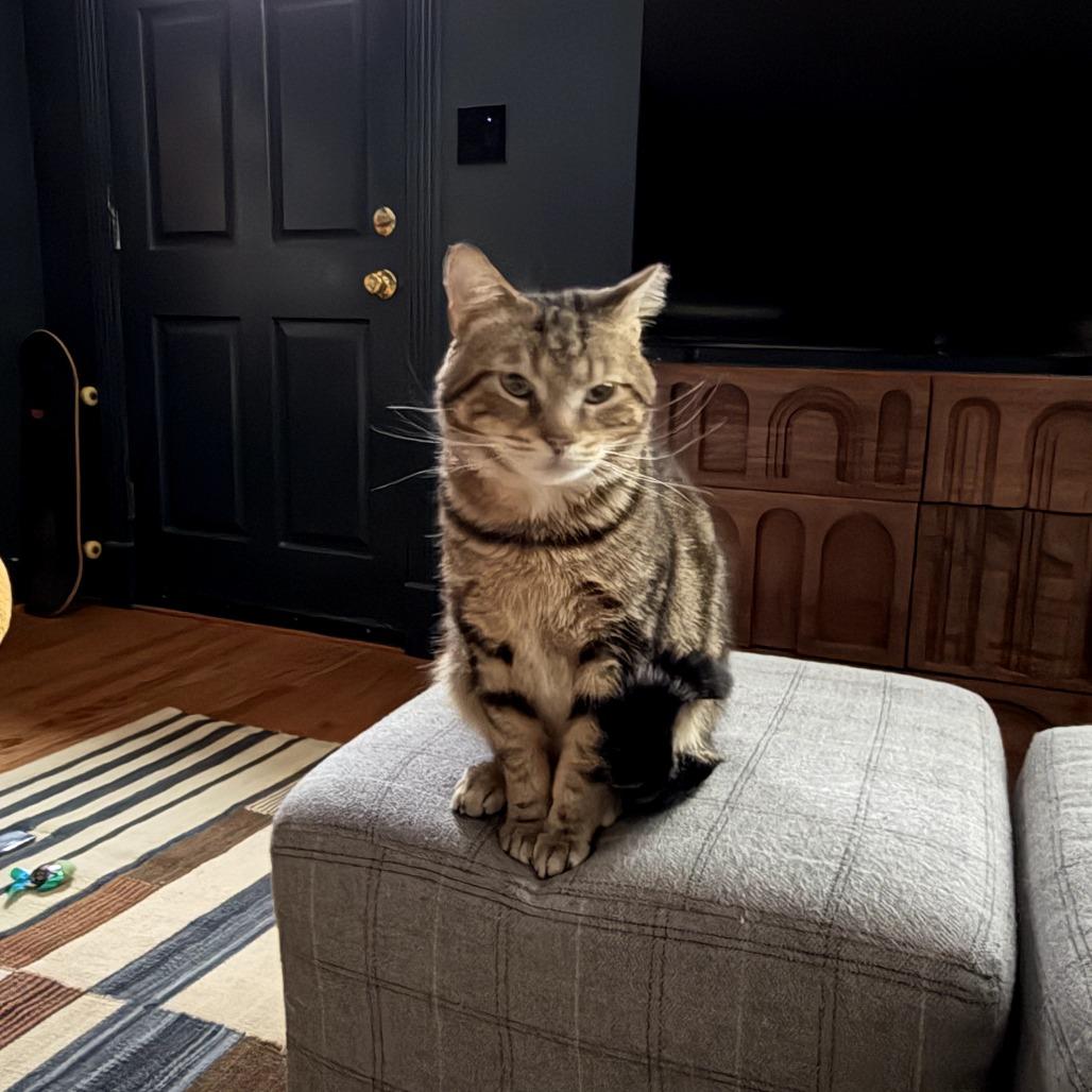 Enlarge Steve the Legend, a Adoptable Domestic Short Hair in Oakton, VA image 3/5