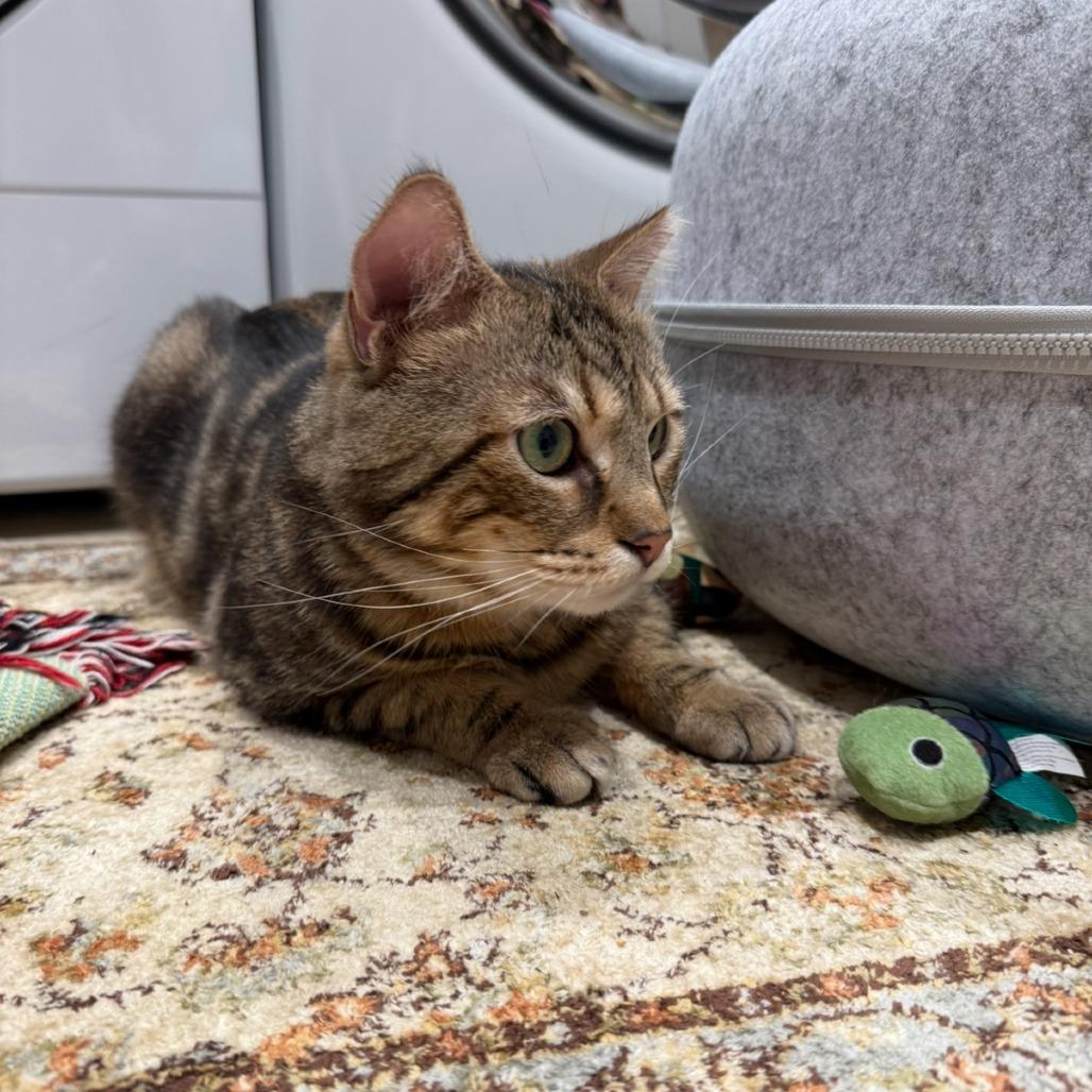 Enlarge Steve the Legend, a Adoptable Domestic Short Hair in Oakton, VA image 4/5