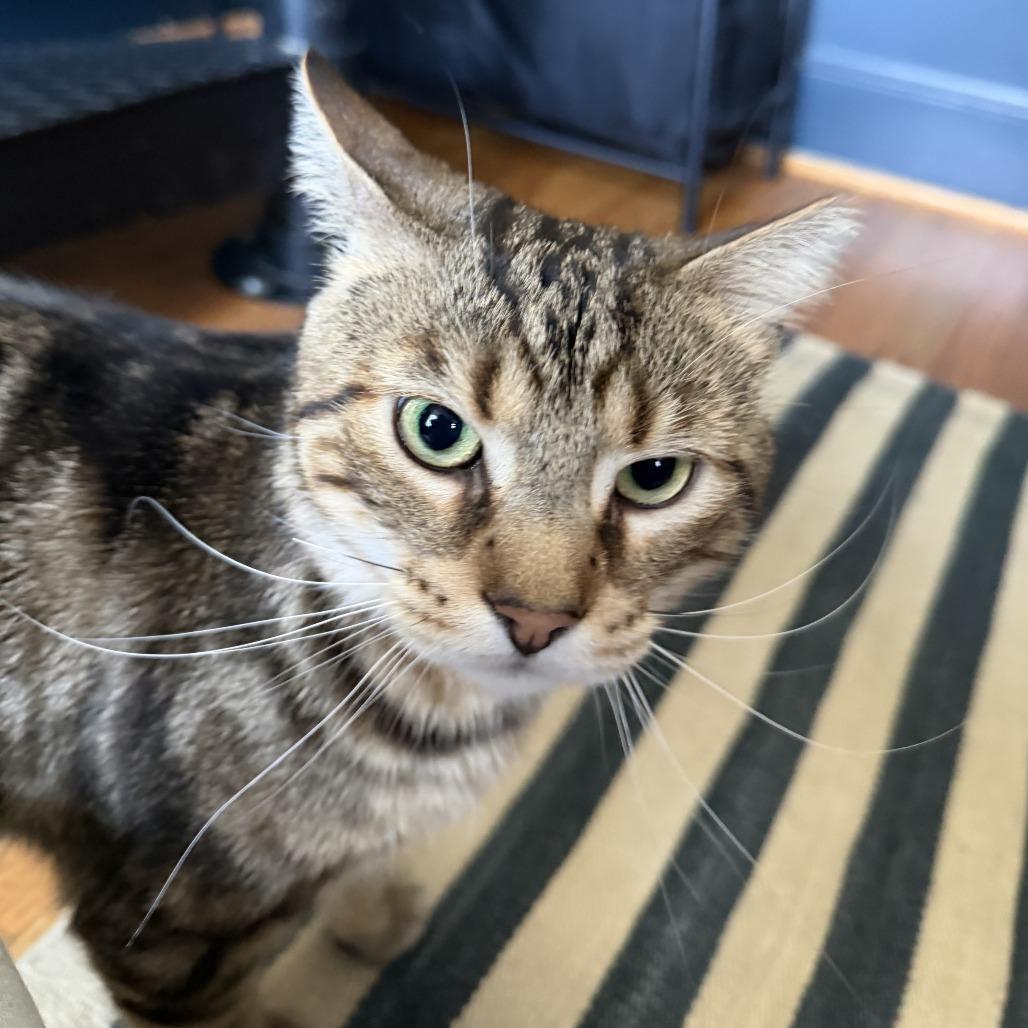 Enlarge Steve the Legend, a Adoptable Domestic Short Hair in Oakton, VA image 5/5