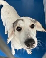 Enlarge Kiyah, an adopted mixed breed in Lancaster, SC image 1/1