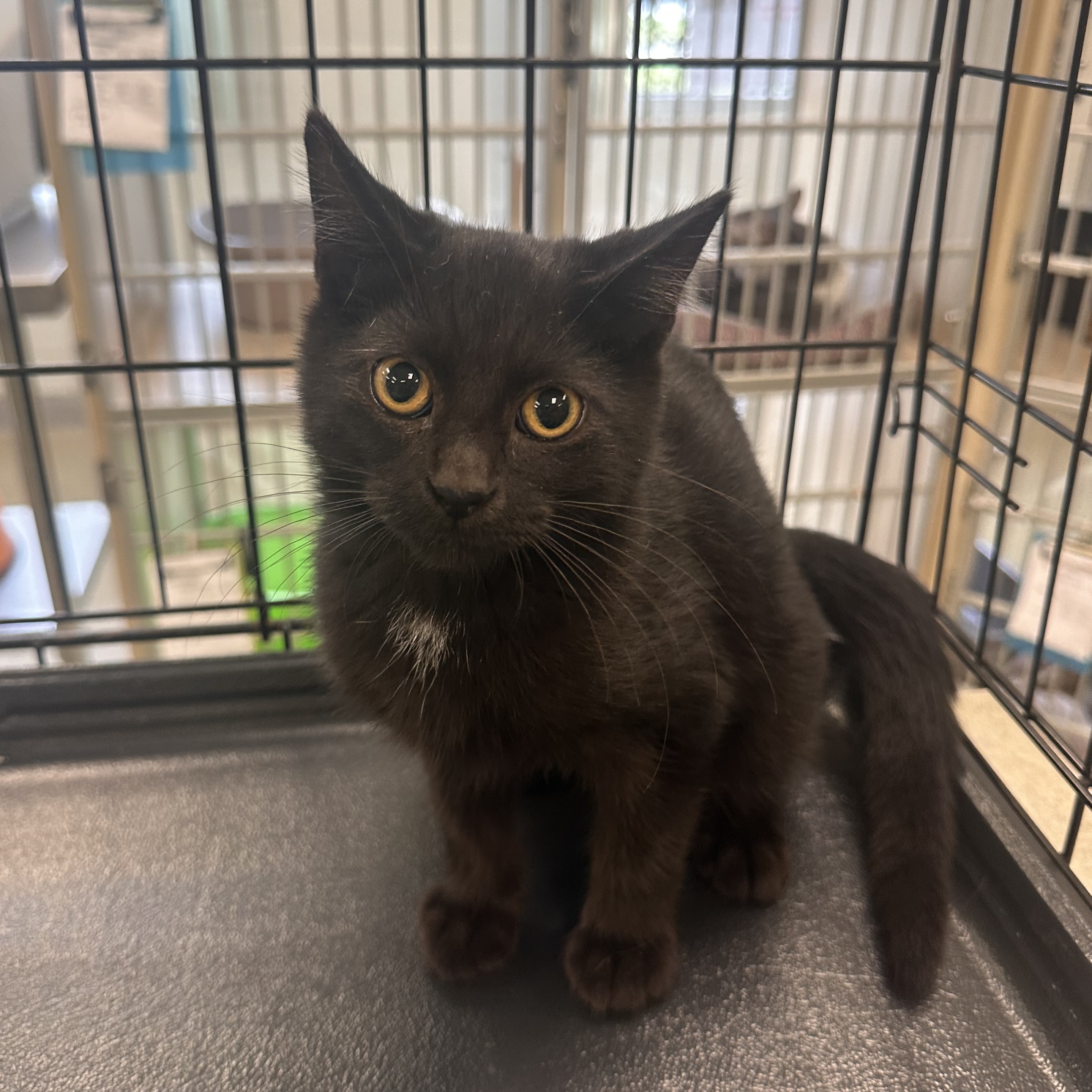 Kearney Animal Shelter - snfmymm