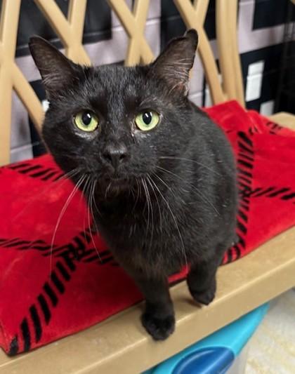 Weevil, Adoptable, Adult Male Domestic Short Hair & Domestic Short Hair.