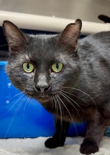 Weevil, Adoptable, Adult Male Domestic Short Hair & Domestic Short Hair.