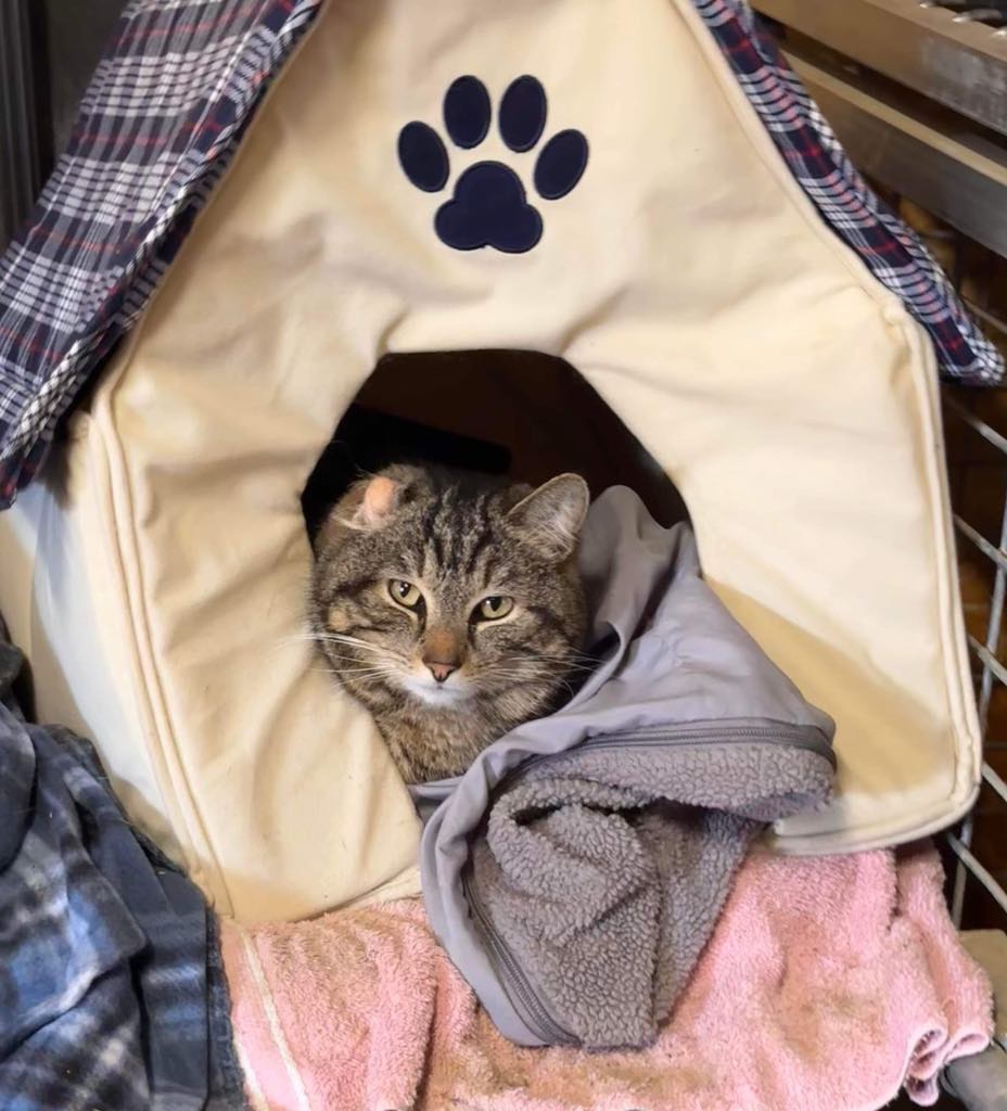 Weenie, Adoptable, Adult Male Domestic Short Hair.