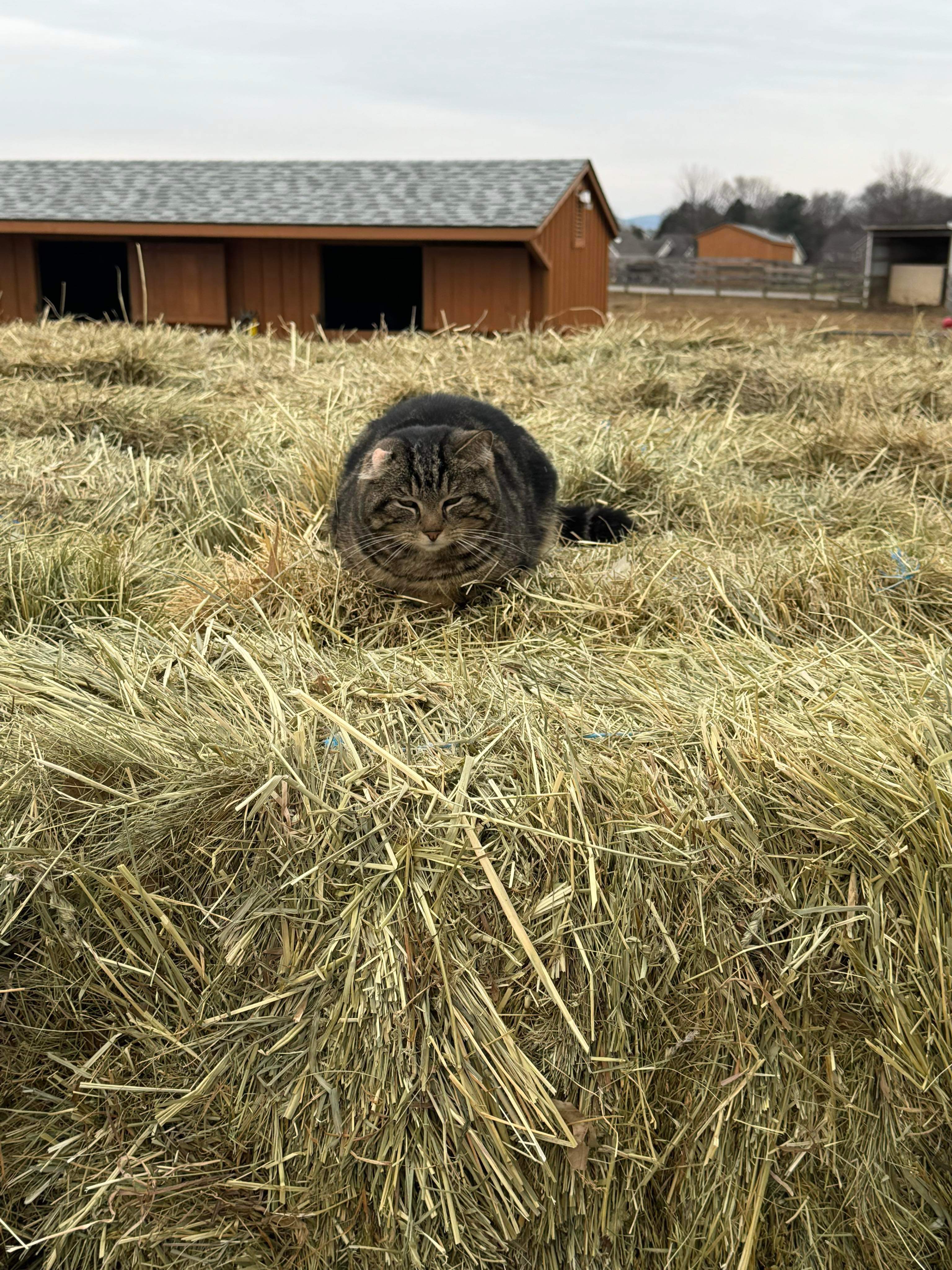 Enlarge Weenie, a Adoptable Domestic Short Hair in Mechanicsburg, PA image 2/4