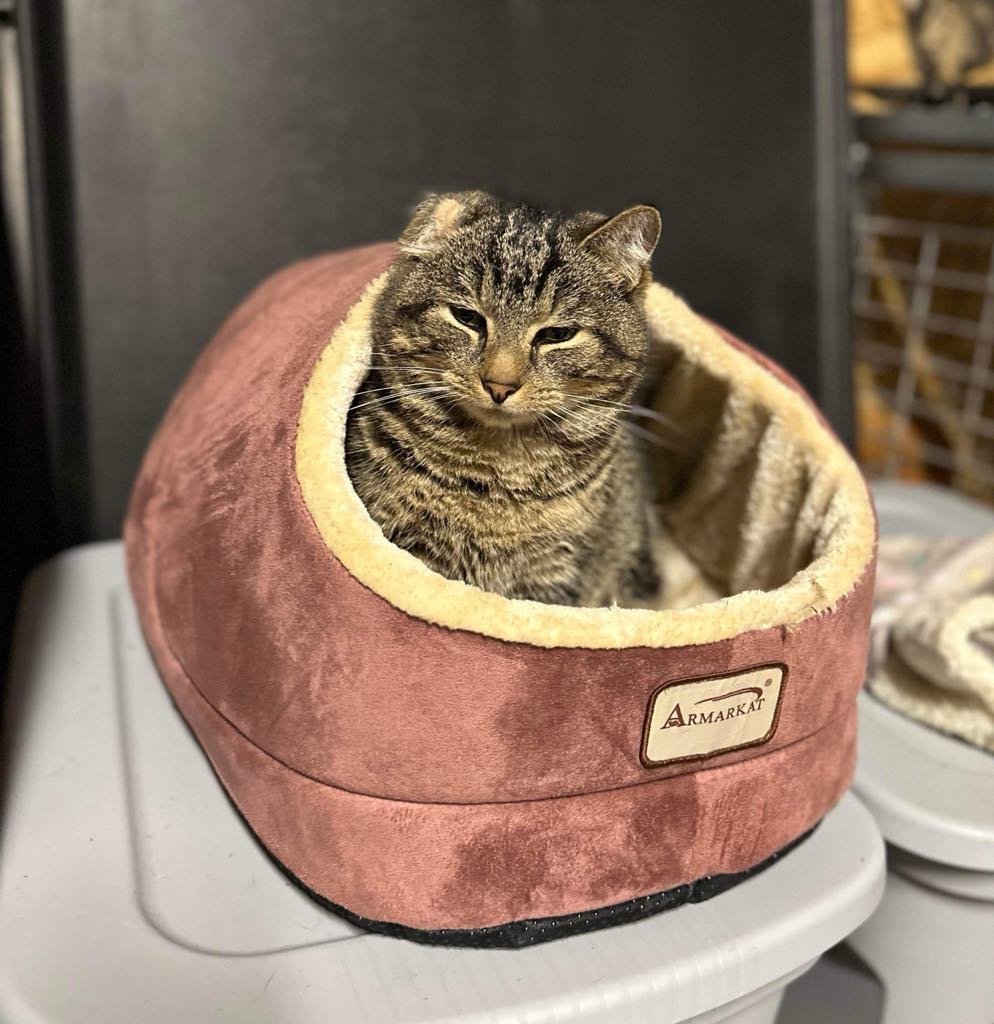 Enlarge Weenie, a Adoptable Domestic Short Hair in Mechanicsburg, PA image 3/4