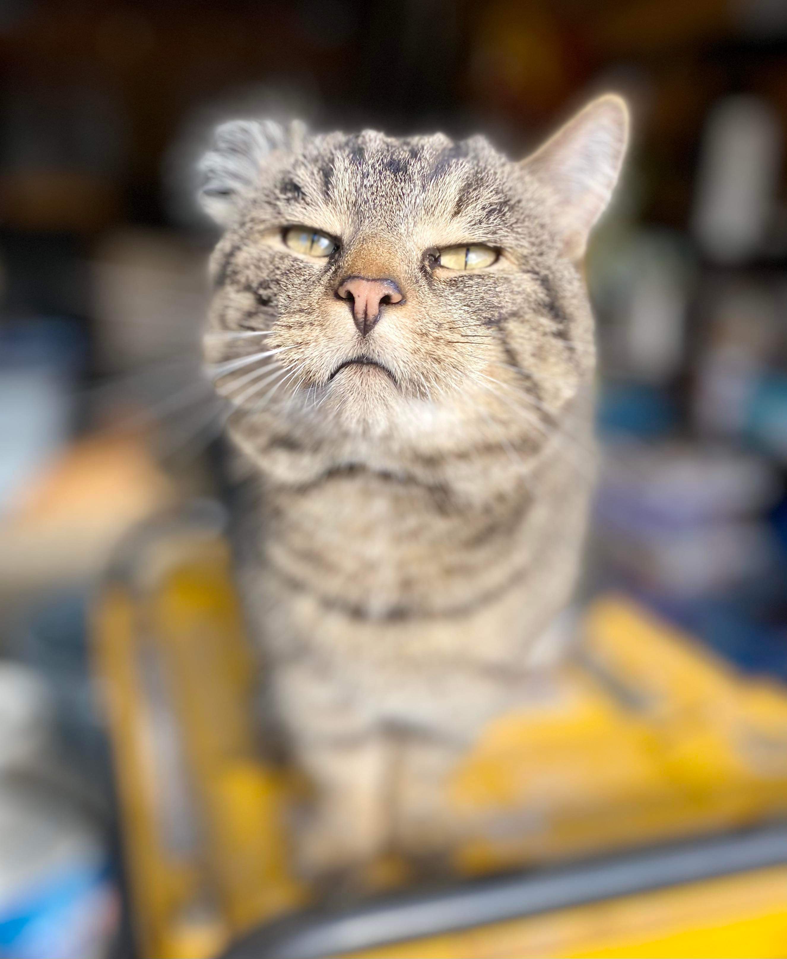 Enlarge Weenie, a Adoptable Domestic Short Hair in Mechanicsburg, PA image 4/4